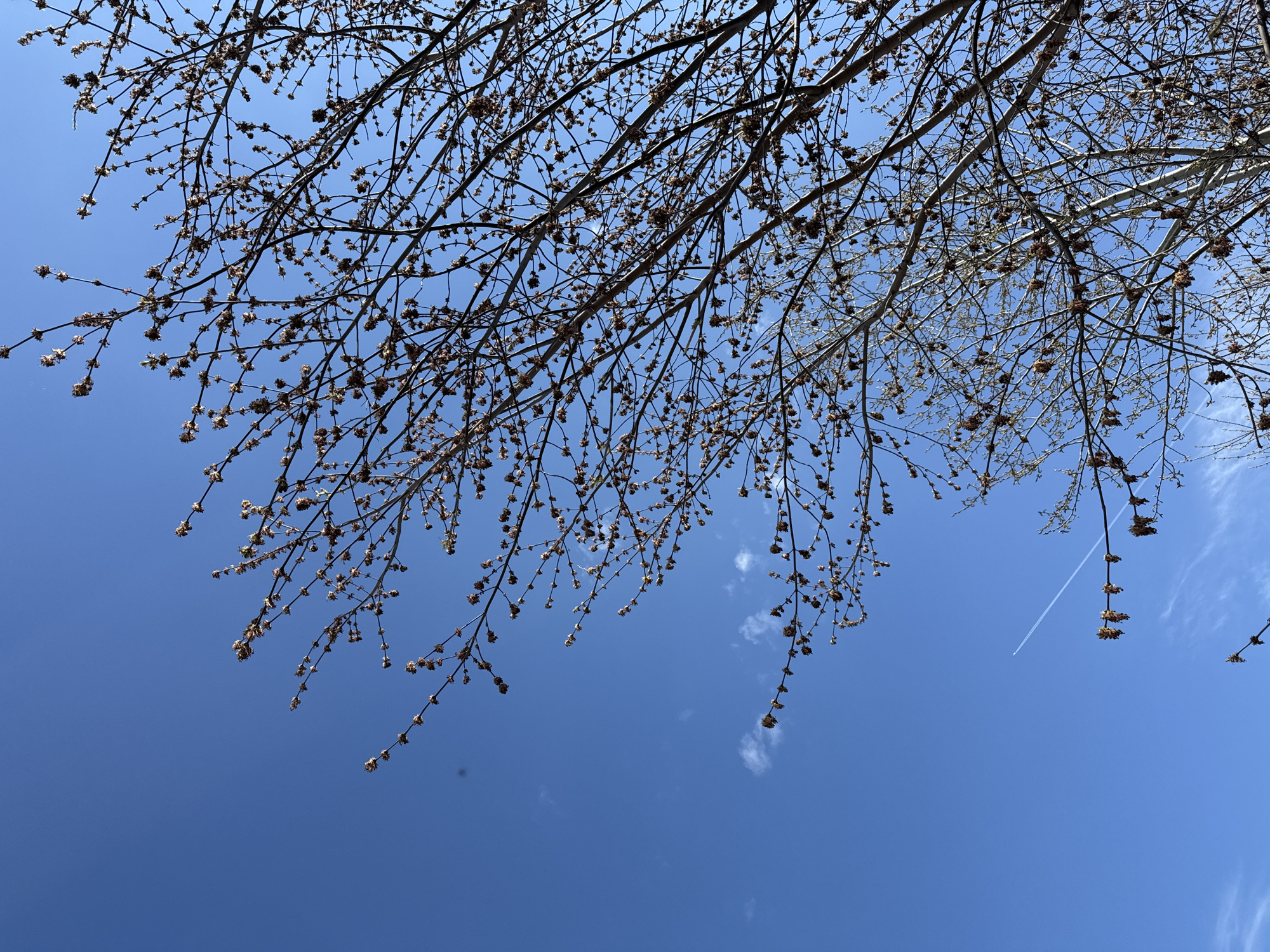 The image depicts a tree with bare branches and small brown buds against a clear blue sky, possibly in early spring. There are faint contrails from a plane visible in the sky. The location is unknown, and no people are visible.