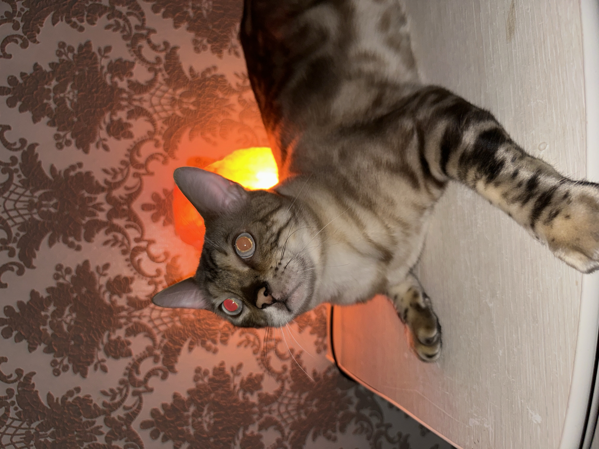 A domestic cat with tabby markings and reddish-orange eye reflection is lying on a light-colored surface. The cat is positioned on the right side of the frame, facing left, with its left paw extended forward. The background features damask wallpaper and a bright orange, glowing object, possibly a salt lamp. The scene appears to be indoors, with a warm, dimly lit ambiance. There is no indication of the cat's location within the city of Energetik, Russia.