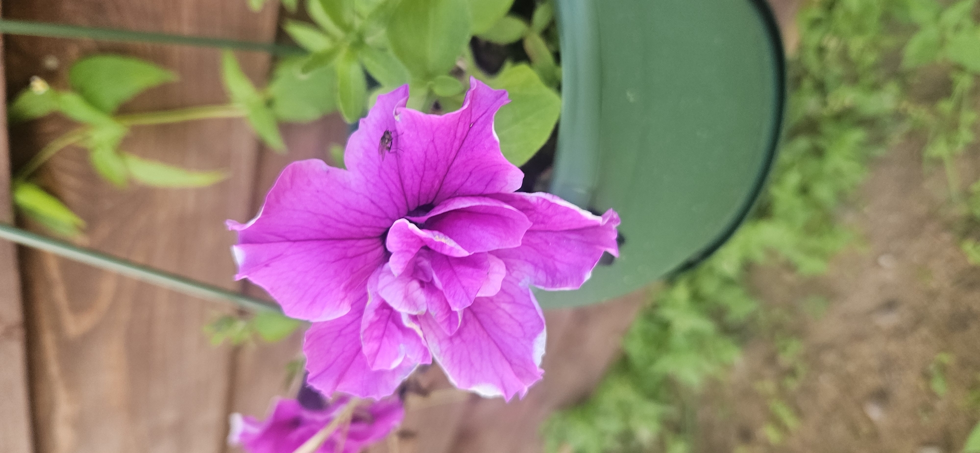 A close-up, eye-level shot shows a vibrant fuchsia petunia flower with ruffled petals and a white edge. The flower is in full bloom and is the primary subject, positioned in the center of the frame. A small dark fly is visible resting on one of the petals. The petunia is contained within a dark green plastic planter. The planter hangs in front of a wooden fence, which is out of focus in the background. To the right of the flower, blurred green leaves are also visible. The ground below the planter is a mix of dirt and green foliage, also out of focus. The lighting suggests it is daytime, possibly overcast, with soft, diffused light. The image does not contain any people or evidence of human activity beyond the planted flower. The overall scene depicts a garden setting in what could be a rural or suburban environment.