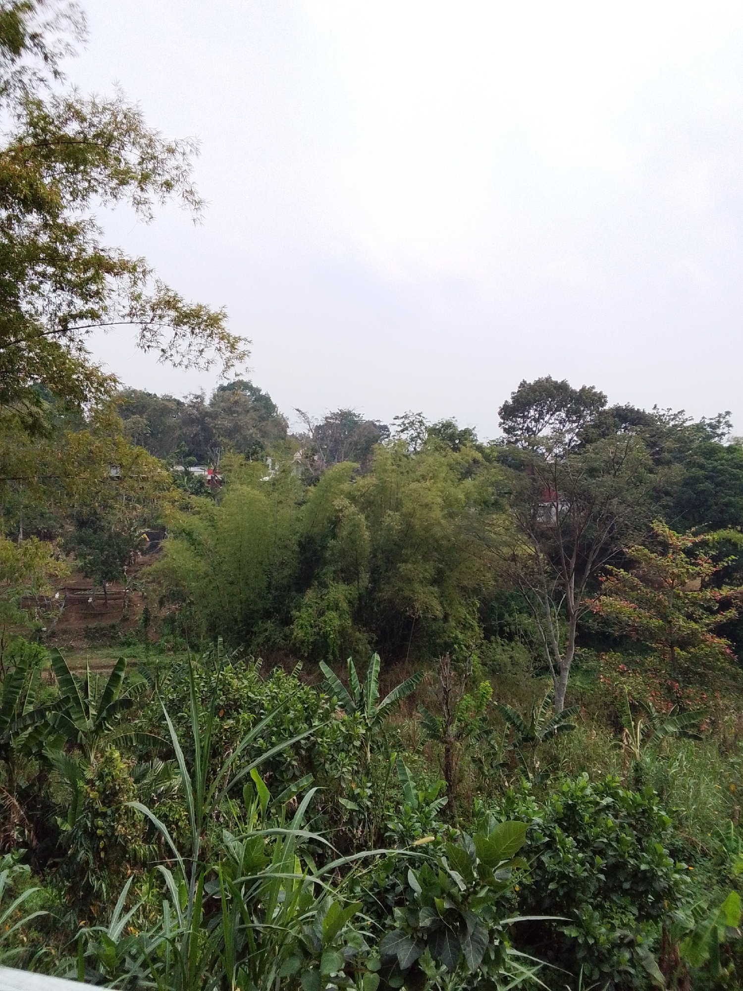 The image depicts a lush, green landscape with abundant vegetation. In the foreground, tall, reedy plants with long, slender leaves dominate the scene. Behind them, a dense array of trees and foliage creates a layered effect. Notably, several banana plants with their broad, paddle-shaped leaves are visible. Further back, bamboo groves stand tall and slender, interspersed with other types of trees. The terrain appears to be hilly, with patches of brown earth visible between the greenery, suggesting a rural or semi-rural setting. In the middle ground, a white building with a red roof is partially obscured by the trees, hinting at human habitation. The sky is overcast, with a diffused, pale light. This scene is consistent with the natural beauty found in areas surrounding Malang, Indonesia, known for its fertile land and diverse plant life.