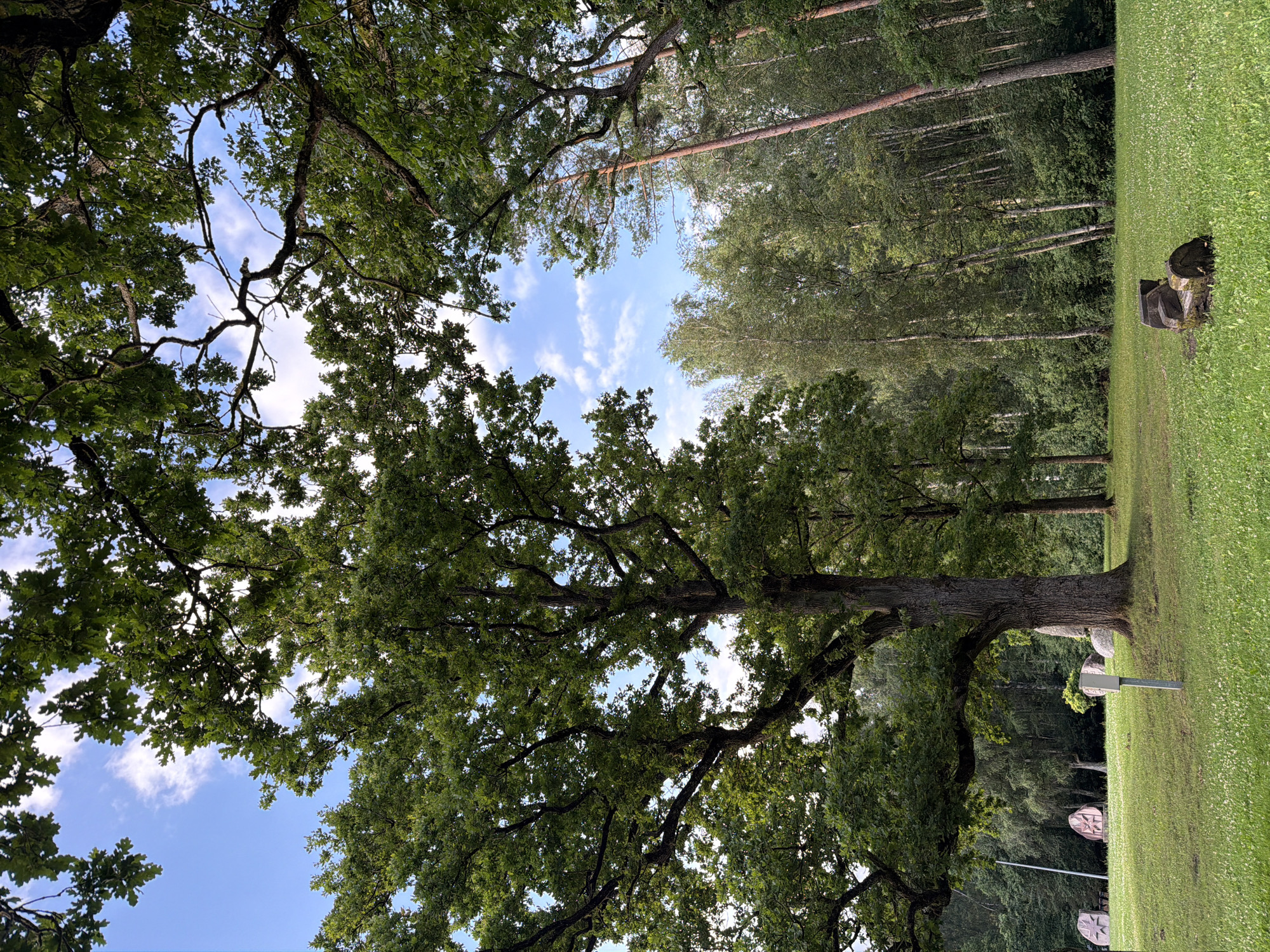 The image depicts a park in Ulbroka, Latvia, on a clear day with a blue sky and scattered white clouds. The foreground features a lush green lawn dotted with small white flowers. To the right, a sculpture made of rough-hewn wood, resembling a seated figure, rests on the grass. In the middle ground, a large, old oak tree with a thick trunk and sprawling branches dominates the scene. Near the base of the oak, a white electrical box is mounted on a pole. Further back, a cluster of large, carved stones, possibly monuments, are visible. The background is a dense forest with a variety of trees, including tall pines and birch trees, creating a verdant backdrop. The overall impression is one of natural beauty and tranquility in a park setting.
