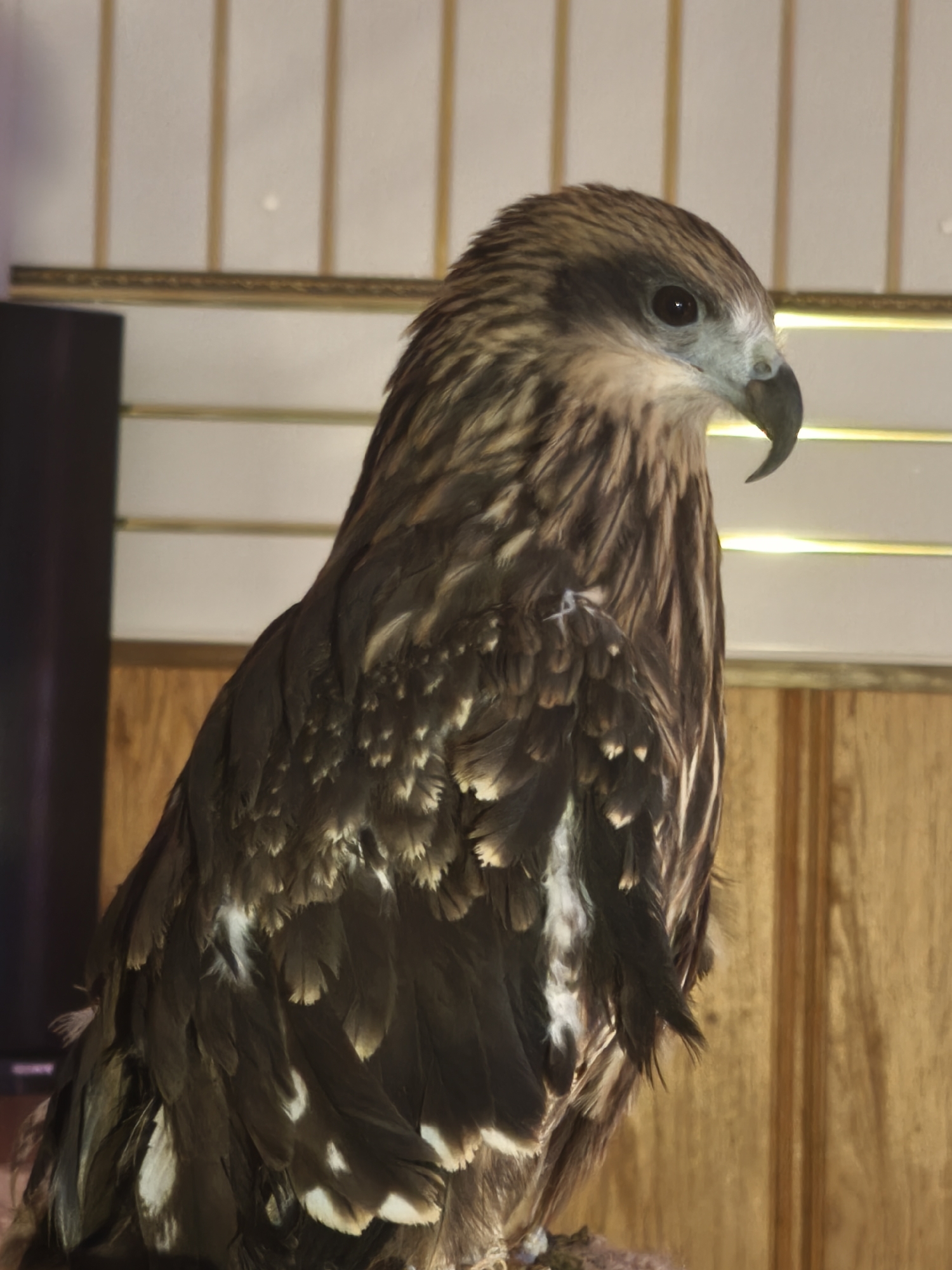 A close-up, vertical, medium shot shows a hawk perched indoors, facing right. The hawk is mostly brown with lighter brown and white speckles on its chest and wings. The hawk has dark eyes, a light gray face, and a black, hooked beak. The background consists of vertical beige and white bars with a horizontal gold bar beneath them. To the left of the hawk is a dark object, possibly a television. To the right of the hawk is a wooden wall with vertical planks. The image is well-lit.