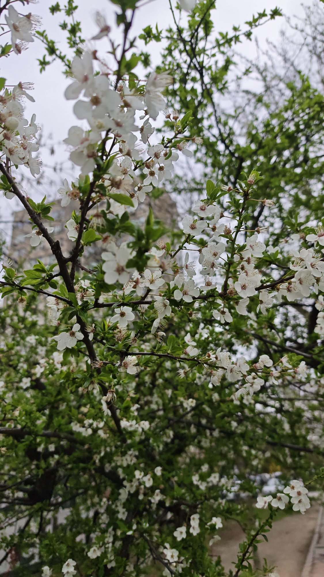The image displays a dense cluster of white blossoms and young green leaves on a tree branch, observed from a low angle. The white flowers, each with five petals and prominent stamens, dominate the foreground. Small droplets are visible on some petals, suggesting recent moisture. Behind the immediate foliage, the background is blurred, showing a light grey, overcast sky. Further back, obscured by the foreground tree, are darker, bare tree branches and a light-colored, multi-story building structure, consistent with an urban setting in Plovdiv, Bulgaria. A blurred, grey surface, possibly pavement, is faintly visible at the lower right. No individuals, animals, or artificial light sources are present.
