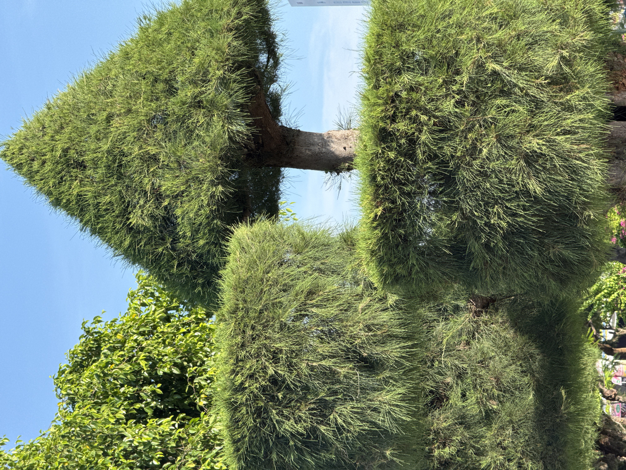 The image shows a well-maintained park or garden in Nha Trang, Vietnam, under a clear blue sky. The foreground is dominated by two large, sculpted evergreen bushes, trimmed into rectangular shapes, with their fine, needle-like leaves creating a dense, textured appearance. Behind these, a larger evergreen tree is shaped into a distinct pyramid or cone form, with its trunk visible. To the left, another tree with broader green leaves provides a contrast in foliage. The background features a sliver of a building on the right and a hint of other trees and foliage below the sculpted bushes, suggesting a park setting. The lighting indicates a sunny day. There are no people or animals visible in the frame.