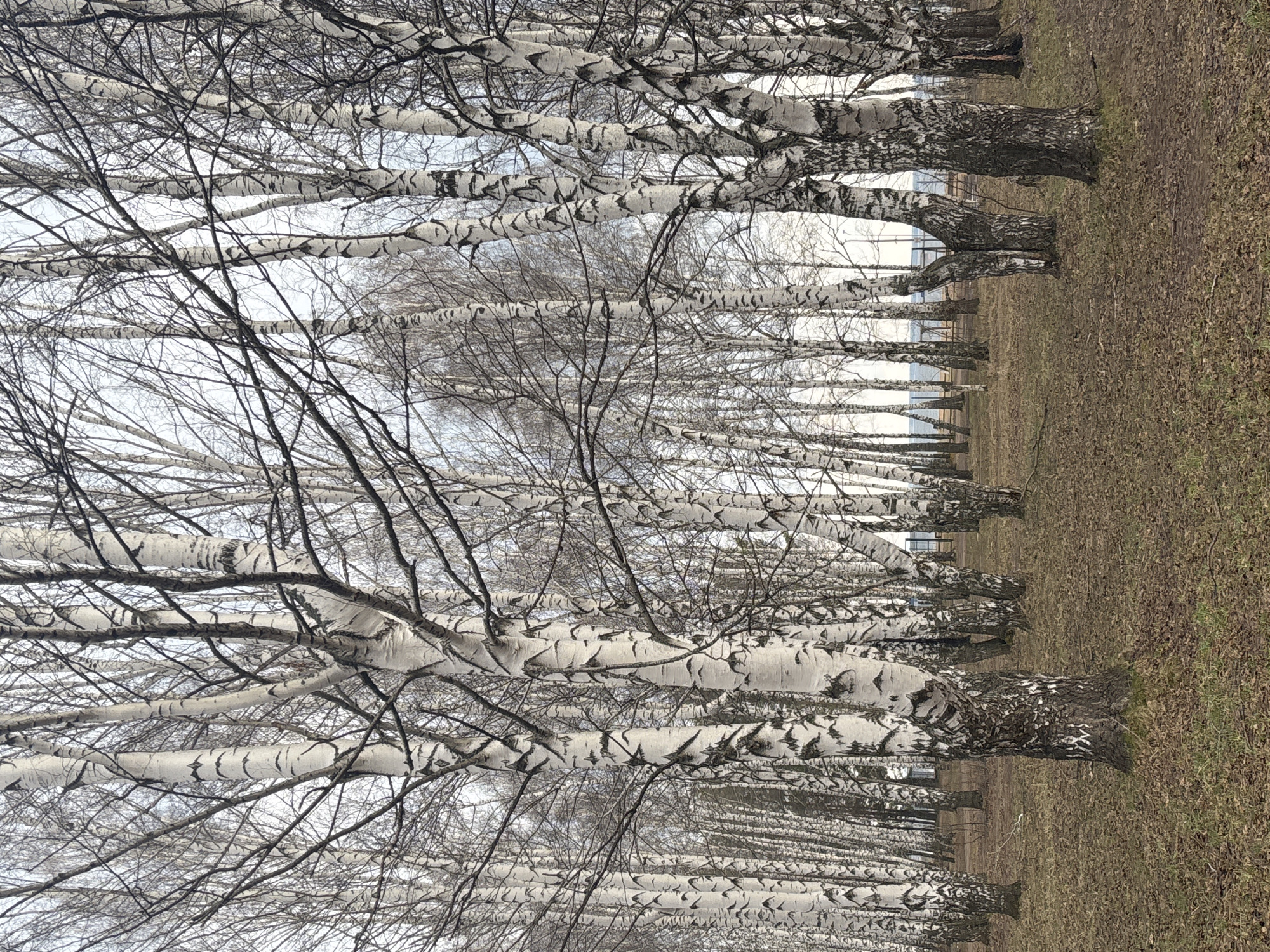 The image shows a birch tree forest in the city of Chaikovsky, Russia. The trees are arranged in rows and have distinctive white bark with black markings. The ground is covered in brown grass and leaves, typical of early spring or late autumn. The trees are mostly bare, with only small branches visible against the pale sky.