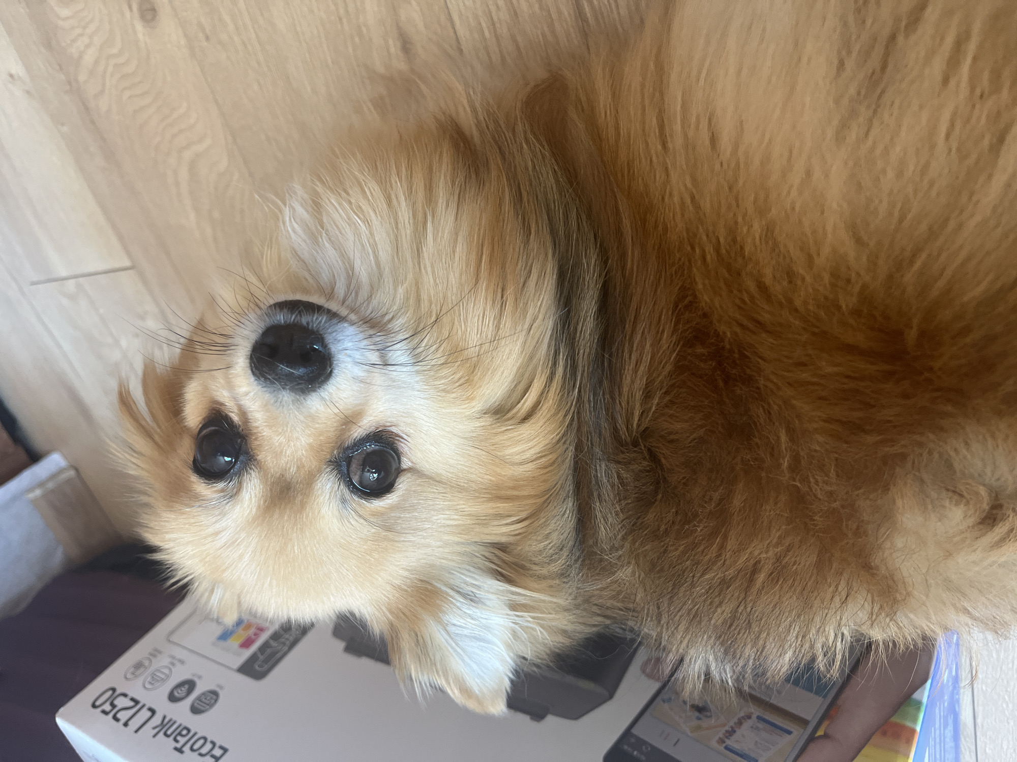 A close-up, high-angle shot captures a fluffy, light brown dog lying on a light-colored wooden floor. The dog's head is tilted, with its dark eyes looking directly at the camera. To the left of the dog, partially visible, is a white cardboard box with black text that reads "EcoTank L1250". A hand holding a smartphone is visible at the bottom left of the frame. The scene appears to be indoors. There is no information available to suggest this image was taken in Montana, Bulgaria.