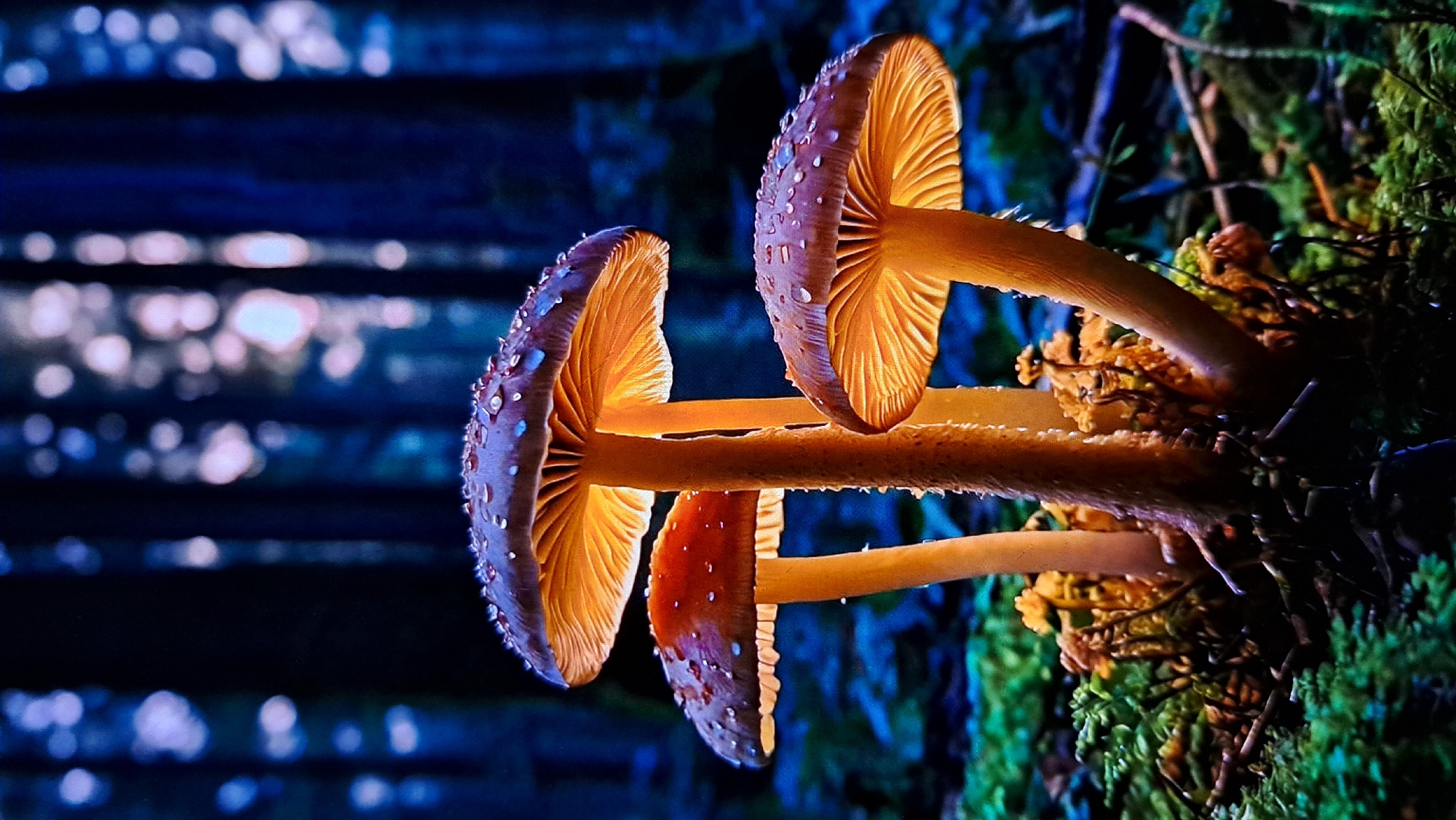 The image shows a close-up of three bioluminescent mushrooms glowing with an orange light from within their caps. The mushrooms are damp, with water droplets visible on their surfaces. They are growing in a dark, mossy forest floor, with blurred trees and lights in the background. The scene appears to be set in a natural environment. No people or specific locations in Payagaboh, Indonesia, are identifiable in the image.