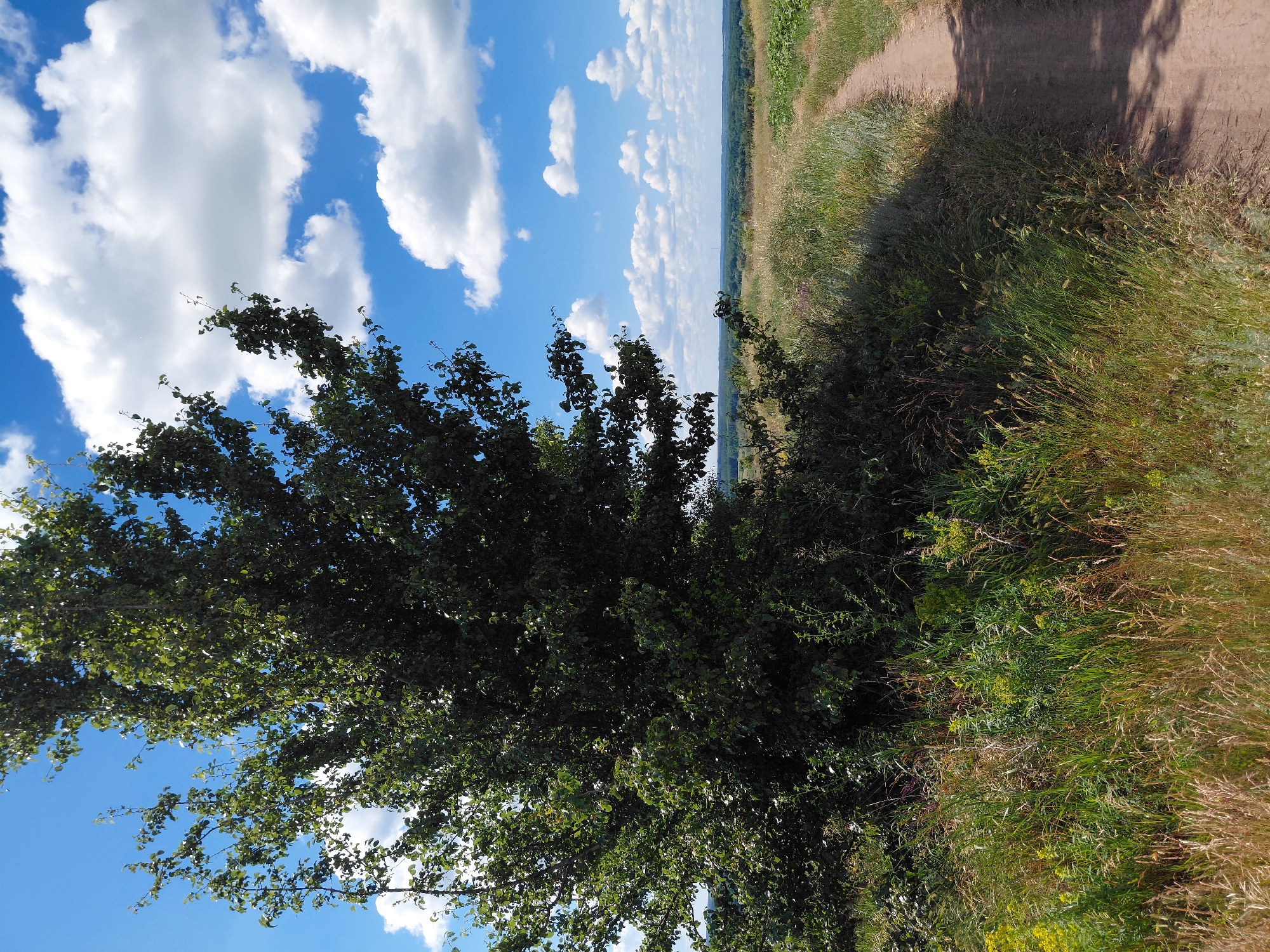 A tall, leafy green tree stands on the left side of the image, its branches reaching towards a vibrant blue sky dotted with fluffy white clouds. To the right of the tree, a dirt path winds through a grassy field with scattered wildflowers. The path leads towards a distant horizon, where a lush green forest can be seen under the bright midday sun. The overall scene is one of natural beauty and tranquility.