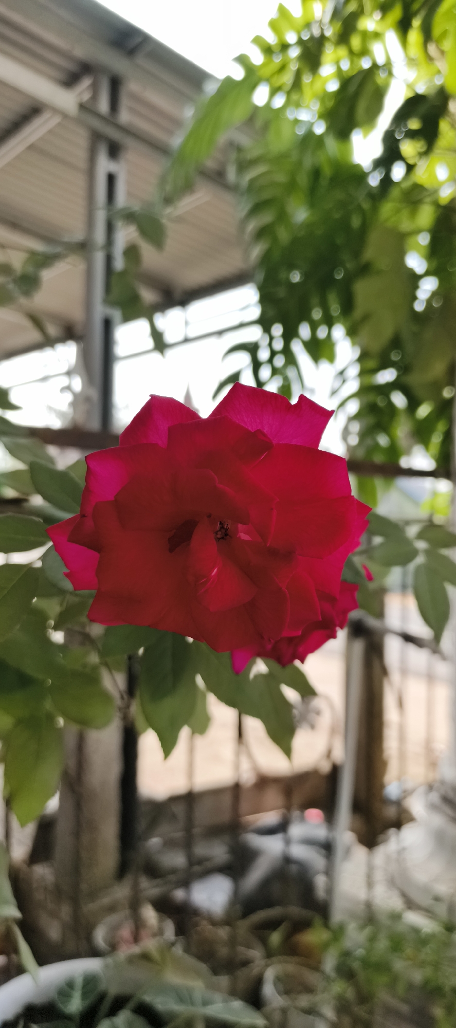 A close-up shot focuses on a vibrant red rose in bloom, its petals unfurling with delicate precision. The rose is partially obscured by its own lush green leaves, which are softly blurred, indicating a shallow depth of field. In the background, a corrugated metal roof structure is visible, with beams of light filtering through it, creating a soft, dappled effect. Below the roof, a hazy view of what appears to be a fence or railing can be seen, with more greenery and blurred objects, possibly plants in pots, in the foreground and mid-ground. The scene suggests an outdoor setting, perhaps a garden or a balcony in a residential or commercial area in Muaro Jambi, Indonesia, given the architectural elements and common foliage. There are no people or animals visible in the frame.
