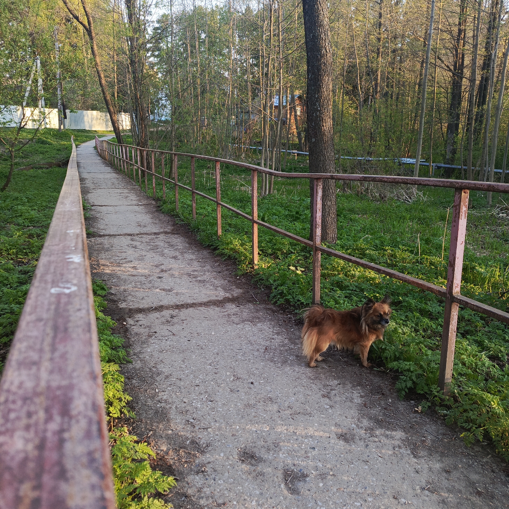 The image shows a concrete walkway with a brown metal railing, likely a bridge, in a park-like setting. A small, brown, medium-haired dog stands on the walkway next to the railing. The walkway leads toward a wooded area with thin trees, and there's a white fence visible in the background to the left. The ground on either side of the walkway is covered in green vegetation. Based on other available information, this location is in the city of Chaikovsky, Russia. There are no people visible in the image. The dog is the primary subject of the image. The environment suggests a park or natural area within the city. The lighting suggests it is either early morning or late afternoon.