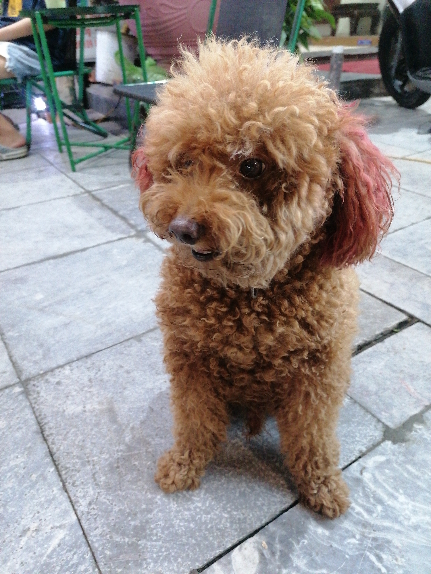 A small, brown Poodle dog with curly fur is captured sitting on a gray tiled ground. The dog's left ear features a distinct reddish-pink coloring, contrasting with its otherwise caramel-brown coat. Its gaze is directed slightly to its left, and its mouth is slightly ajar, revealing a hint of its teeth or tongue.
The background is softly blurred but reveals elements of an outdoor or semi-outdoor setting, likely in an urban area of Bai Chay Ward, Vietnam. Visible are parts of green metal chairs and a table, alongside a person's legs and feet, one wearing a light-colored sandal, indicating someone is seated. A dark, circular object, possibly a motorcycle wheel, is partially visible on the far right. The ground consists of large, light gray square tiles with visible grout lines. The lighting is even and soft, suggesting either an overcast day or late afternoon/early evening. No discernible text is visible within the image. The dog's expression appears calm and somewhat curious.
