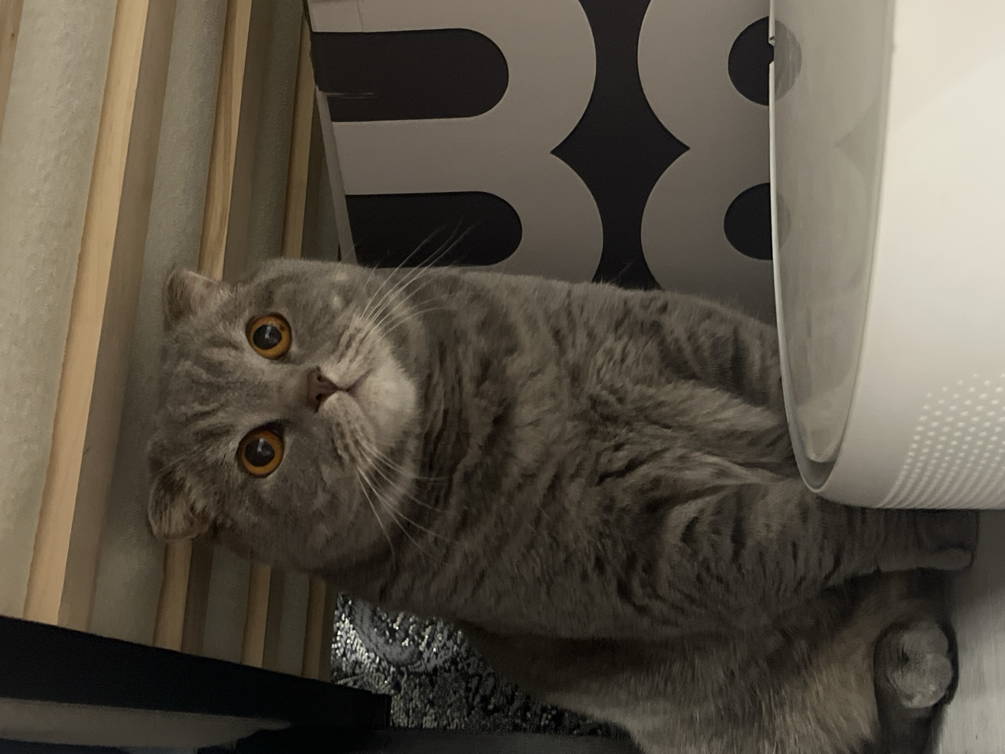 A gray Scottish Fold cat lies on a gray surface with a black and white "38" graphic behind it. The cat's face is oriented towards the camera, displaying its amber eyes and gray fur. To the cat's right is a white cylindrical object. The background includes light-colored wooden slats. The image does not provide any information about Chaikovsky, Russia.