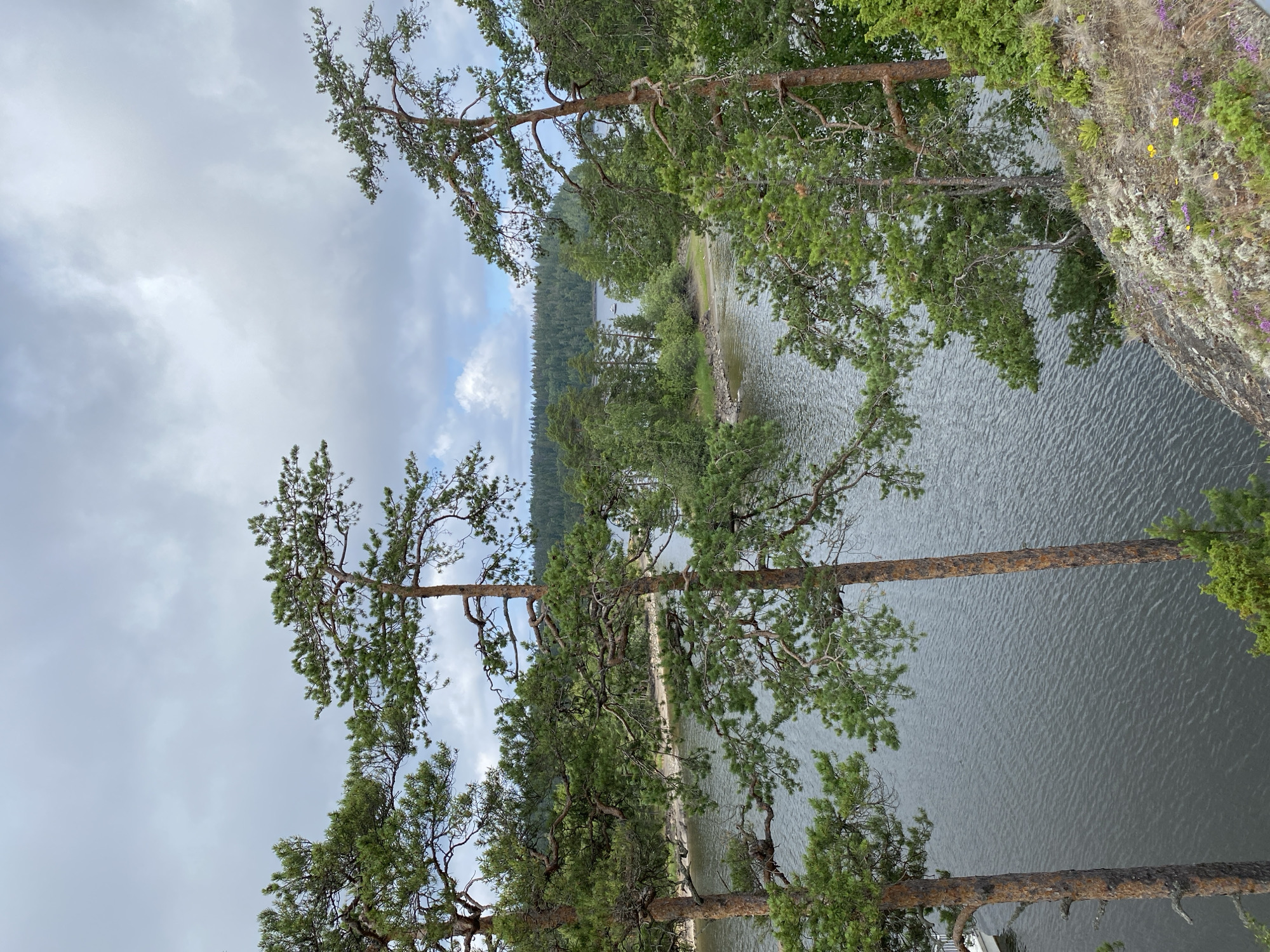 The image depicts a natural landscape on Valaam Island, Russia, characterized by a body of water bordered by a rocky shore and dense coniferous forest. In the foreground, several mature pine trees with distinctively gnarled branches dominate the scene. Their rough, reddish-brown bark and sparse, green needles are clearly visible. The terrain slopes downward towards the water, with the rocky ground covered in patches of lichen and small flowering plants, some of which are purple and yellow.
The water is dark gray and appears calm, with subtle ripples reflecting the overcast sky. A small, white boat is docked on the left side of the image, partially obscured by a tree trunk. In the mid-ground, the shoreline is lined with rocks, and beyond it, a lush forest of various shades of green extends to the horizon. Islands of trees are scattered across the water. The sky is predominantly cloudy with patches of diffused light breaking through, suggesting a temperate, possibly humid, climate. The overall atmosphere is serene and rugged, highlighting the natural beauty of the Russian North.