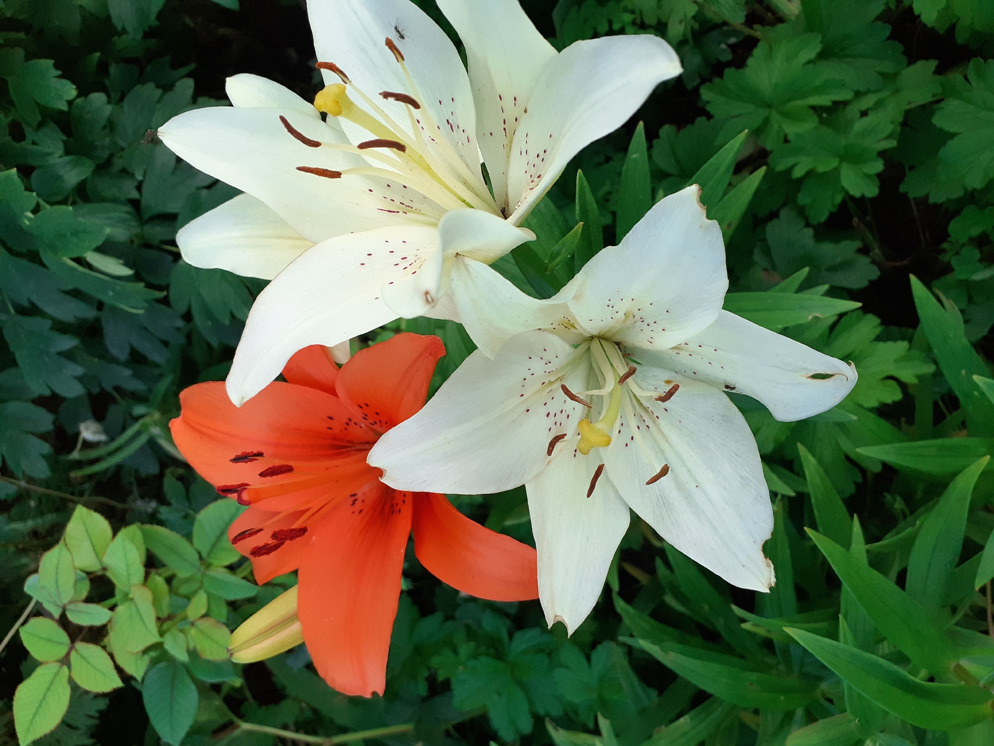 A close-up, high-angle shot showcases three lily flowers with vibrant orange and white petals. Two of the lilies are a pristine white, with delicate brown speckles and dark brown stamens tipped with yellow anthers. The third lily is a striking orange, its petals also speckled with dark spots and featuring prominent orange stamens. All the flowers are in full bloom, with their petals unfurled. The background is a lush, green tapestry of leaves, suggesting a garden setting, possibly in Deremezna, Ukraine. The lighting appears to be natural daylight, with no harsh shadows, indicating it could be a cloudy day or the flowers are in shade. There are no people or discernible text in the image. The overall impression is one of natural beauty and floral abundance.