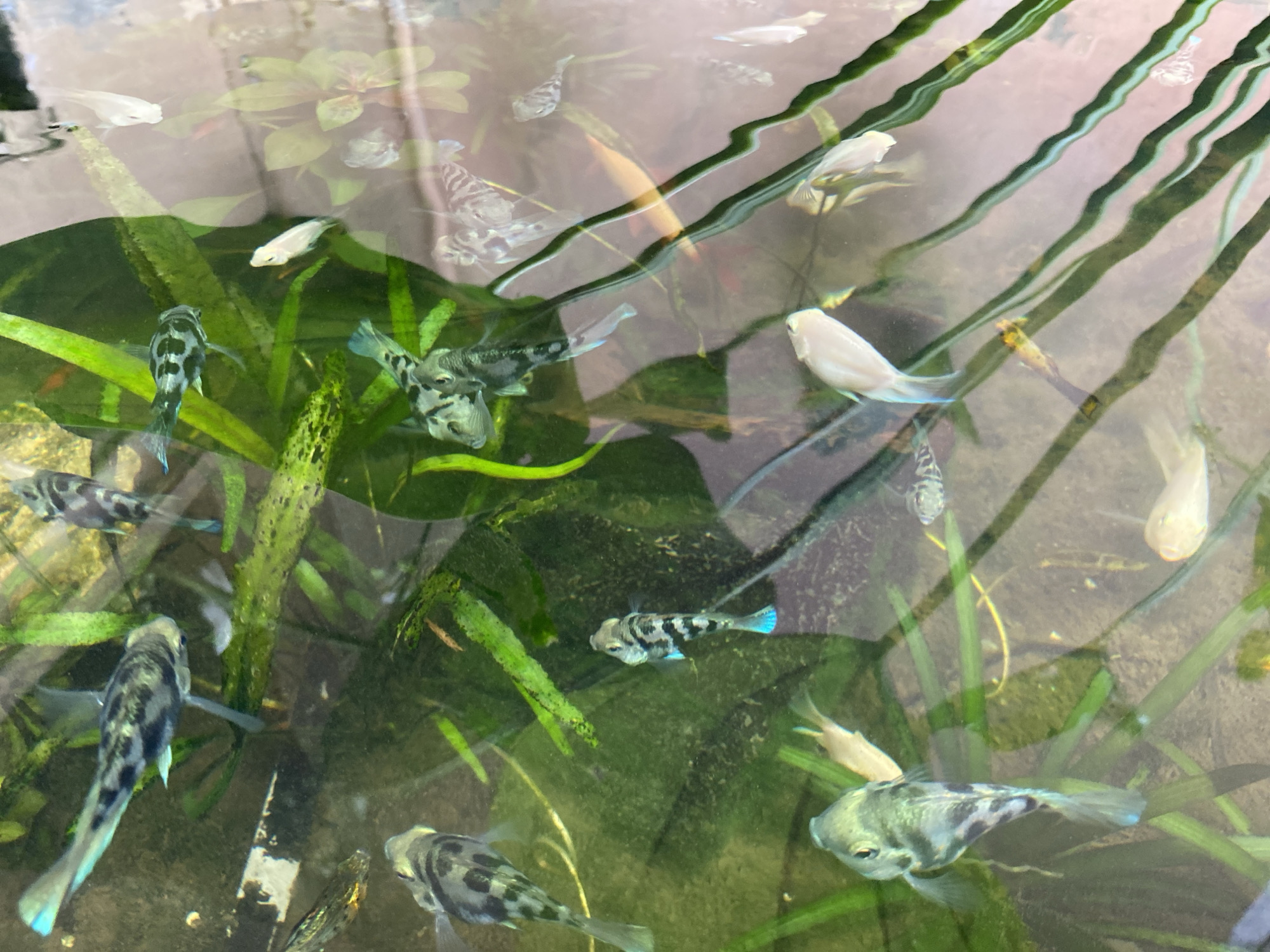 The image shows a close-up view of an aquarium filled with water and aquatic plants. Several fish of varying colors and patterns are swimming in the tank. Some of the fish are predominantly white or light-colored, while others have black and gray markings. The water appears clear, and the lighting creates reflections on the surface. The plants are green and appear to be submerged aquatic species. This image was taken in Lambaro Kueh, Indonesia.