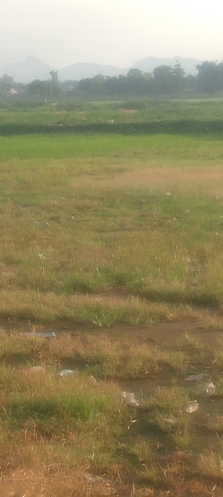The image shows a wide, open field of grass, likely in the city of Jalingo, Nigeria. The field is a mix of green and dry grass, with some patches of exposed dirt. In the distance, there is a hazy view of rolling hills and trees, suggesting a rural or semi-rural setting. Scattered across the field are several pieces of white plastic debris. The overall impression is one of a natural landscape that has been impacted by human presence.