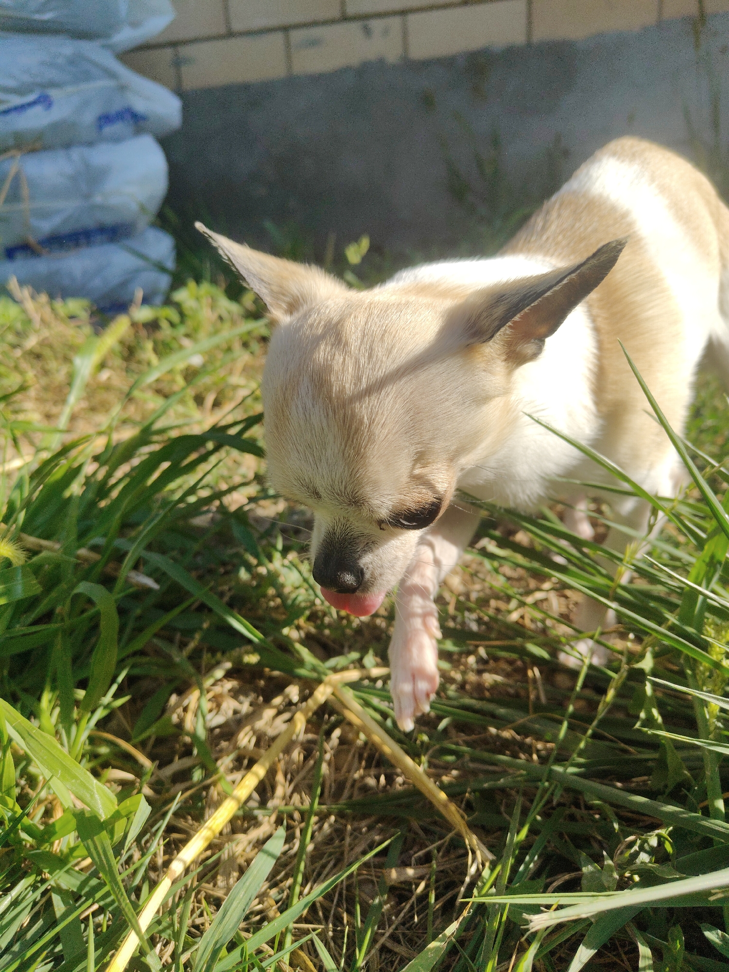 A tan and white chihuahua dog is in the foreground of the image, facing towards the right and slightly downward. Its tongue is sticking out. The dog is surrounded by green grass and dry earth. In the background, there are stacked white bags, a gray concrete wall, and a brick wall. The scene appears to be outdoors in a yard or garden. There is no indication of a specific location in Yuzhny, Russia.