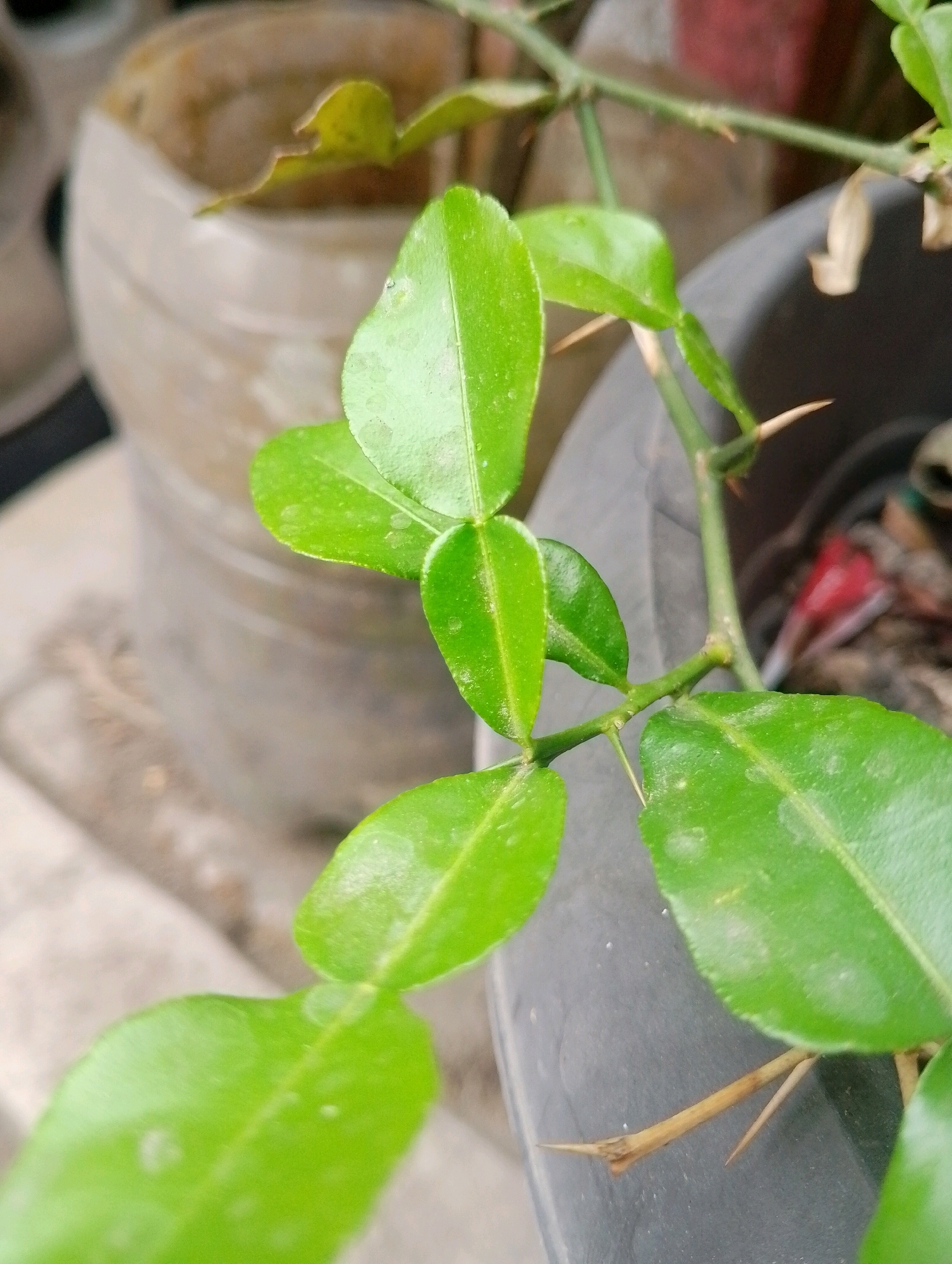 A close-up, slightly angled shot showcases the vibrant green leaves and sharp thorns of a kaffir lime plant. The plant is situated in a dark gray pot, with another light-colored pot and blurry background elements visible behind it. The leaves exhibit a glossy texture and are dotted with tiny white specks. The thorns are prominent and sharp, emerging from the stems. The overall setting suggests an outdoor environment, possibly a garden or a patio. The lighting appears to be natural, with soft shadows indicating overcast conditions or indirect sunlight. There are no people or animals visible in the image. The scene is static and focuses on the botanical details of the kaffir lime plant.