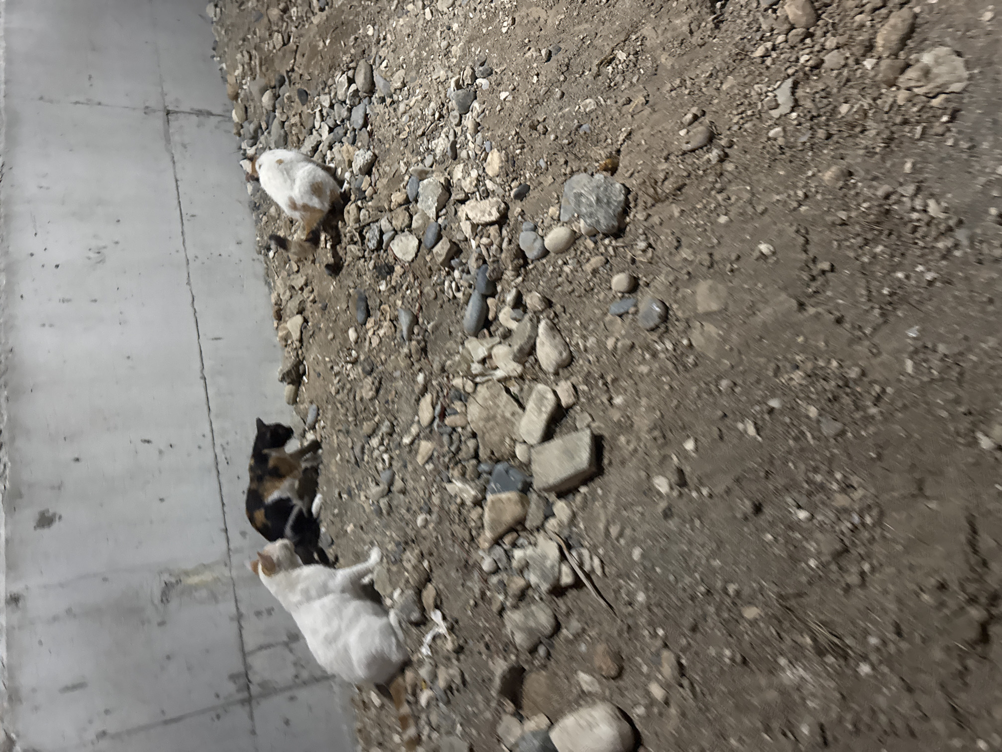 The image depicts a concrete wall running horizontally across the upper portion, with a dirt and rock-strewn ground below. Three cats are visible on the ground. A white cat with orange markings on its head is in the left foreground, facing right. Behind it, a calico cat with black, white, and orange patches is sitting, facing left. To the right of the calico cat, a white cat with orange patches is curled up, facing away from the camera. The environment suggests an outdoor or semi-enclosed area with loose gravel and debris. The scene is consistent with a stray animal habitat in an urban or semi-urban setting within Agios Tychona Community, Cyprus.