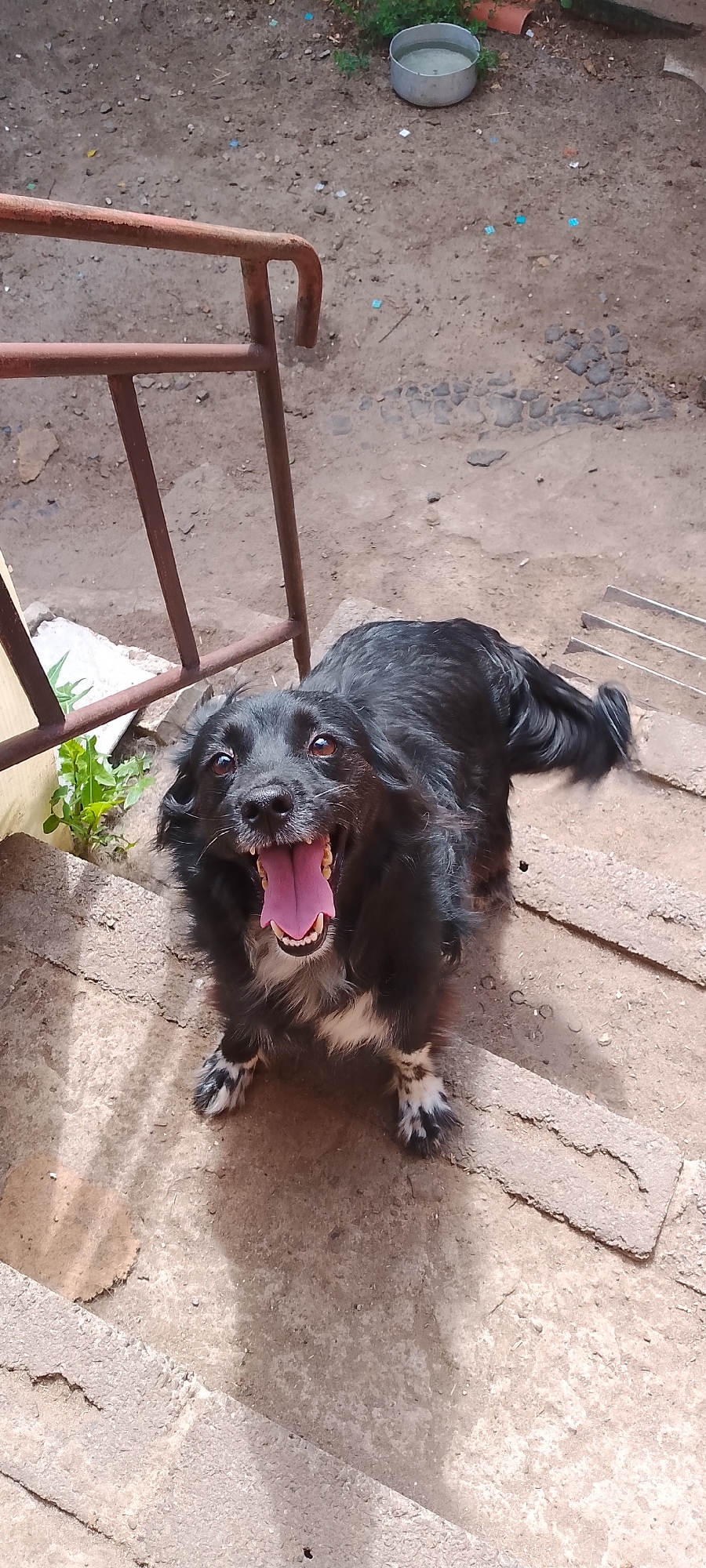The image shows a black dog with white markings on its paws and chest, panting with its mouth open and tongue out, sitting on concrete steps outdoors. The dog's tail is wagging. In the background, there is a rusty metal railing, dirt ground with scattered debris, and a metal bowl with water. The scene appears to be a residential yard or an outdoor area in an urban environment. There is no specific visual information to pinpoint the location to the city of Belgorod, Russia.