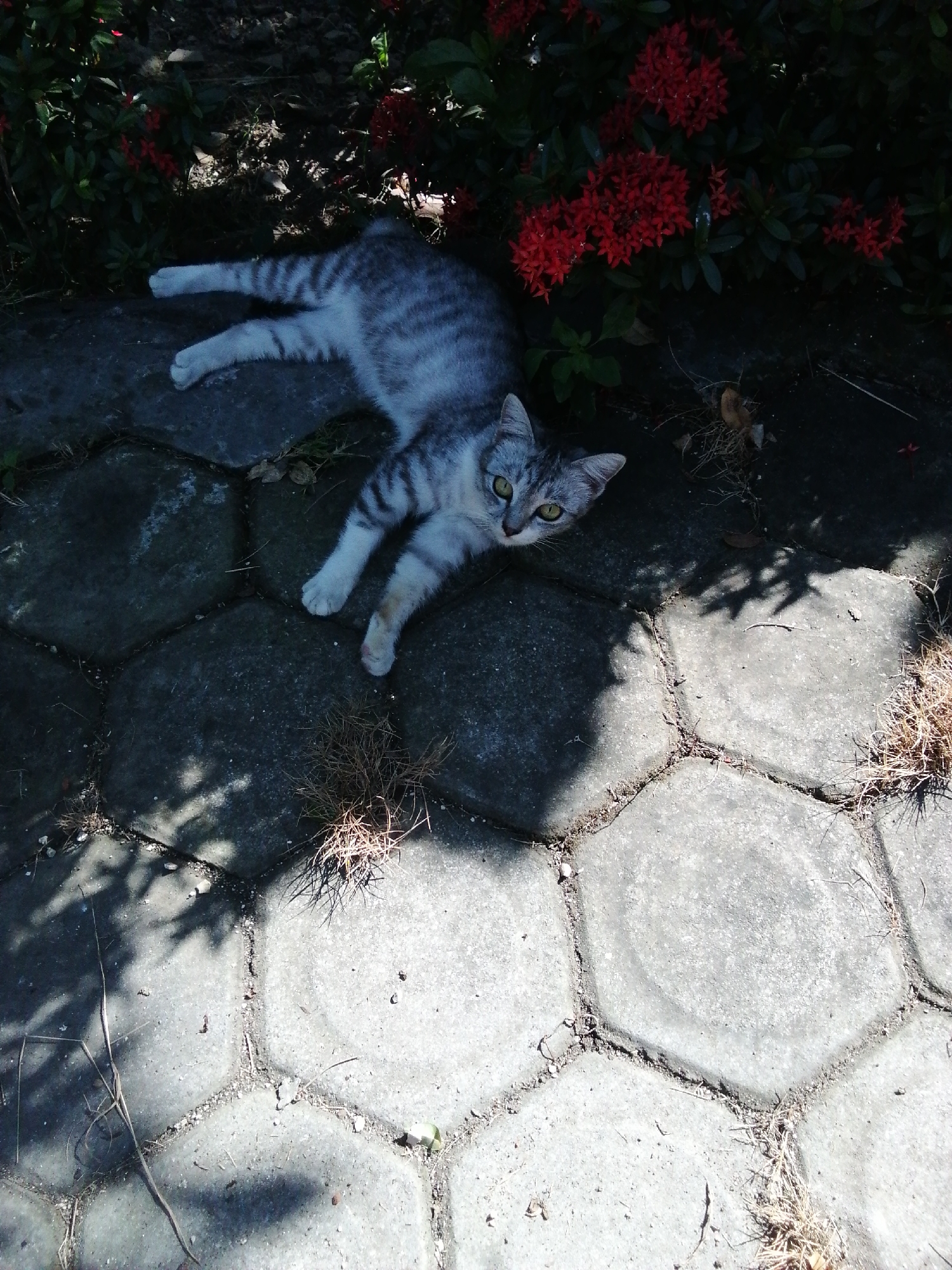 A tabby cat with gray and white stripes and green eyes is lying on hexagonal paving stones. The cat is positioned in the lower left quadrant of the image, facing towards the right. Its front paws are extended forward, and its hind legs are tucked beneath it. The cat appears relaxed, with its body stretched out. Surrounding the paving stones, there is dense foliage with small red flowers. The scene is partially shaded, with dappled sunlight falling on the paving stones and the cat. The environment appears to be outdoors, possibly in a garden or a courtyard. There are no people visible in the image.