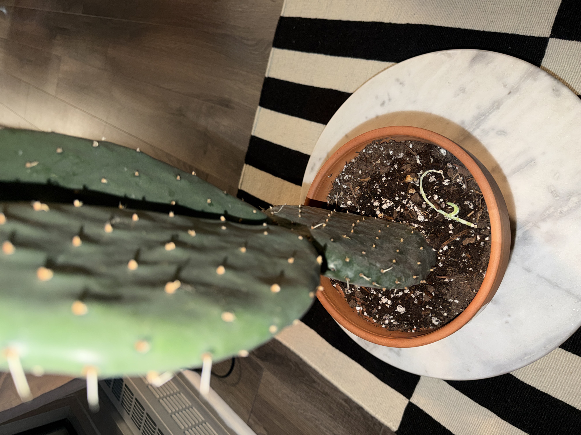An overhead shot shows a cactus in a terracotta pot on a small marble table. The table sits on a black and white striped rug which is placed partially on a light brown wood floor. A small, light green shoot is seen growing out of the soil in the pot. The top part of a white radiator is visible in the lower left corner. This scene is not specific to the city of Montreal, Canada, as nothing in the image indicates that location.