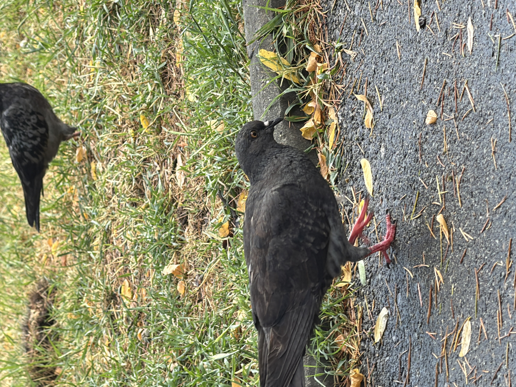 Two pigeons are in a grassy area next to a paved surface. The pigeon in the foreground is dark gray with red legs and feet, and is facing to the right, pecking at the ground near a curb. The second pigeon, visible in the upper background, is also dark gray with some lighter markings. The ground is covered in grass, fallen leaves, and pine needles. The scene appears to be outdoors, possibly in a park or along a sidewalk in Vesyoloye, Russia.