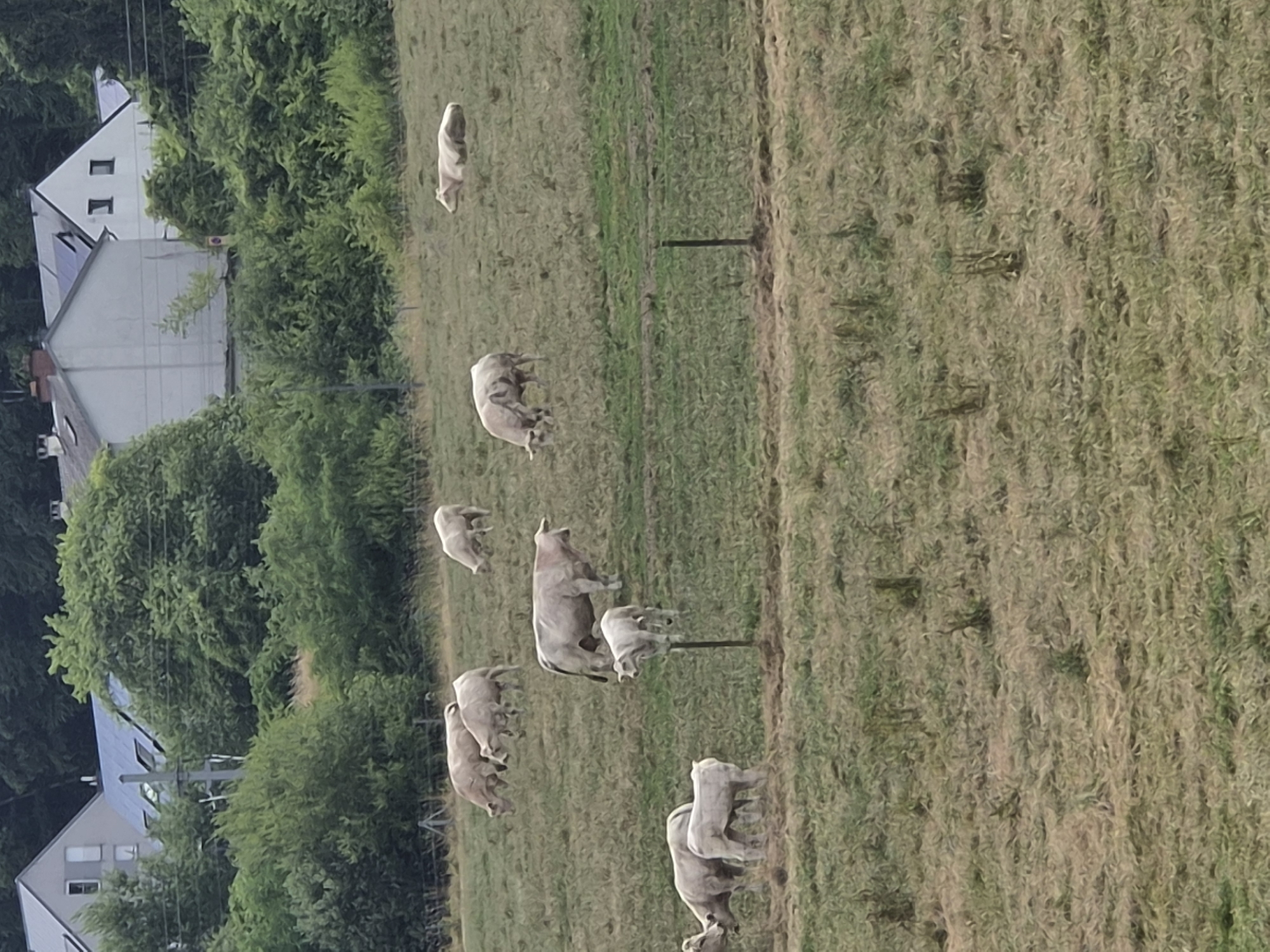 The image displays a pastoral scene with several light-colored cattle grazing or standing in a grassy field. The field is uneven and appears to be a meadow or pasture, with some dry patches and green grass. The cattle are scattered across the field, with one group closer to the foreground and another further up the slope. They are all facing in various directions, suggesting a relaxed or active grazing state.
In the background, a dense line of green trees separates the field from what appears to be a residential area. Two modern-looking houses are partially visible through the trees, characterized by their light-colored facades and dark-tiled roofs, some possibly featuring solar panels. Power lines and poles are also visible, indicating proximity to infrastructure.
The lighting suggests it is daytime, likely late afternoon or early evening, given the soft illumination and the slightly muted colors. There are no strong shadows, indicating possibly overcast conditions or diffuse sunlight. The overall mood is tranquil and natural, typical of rural landscapes. No text is visible in the image. The setting is consistent with a rural area in Differdange, Luxembourg, where such landscapes and residential developments are common.