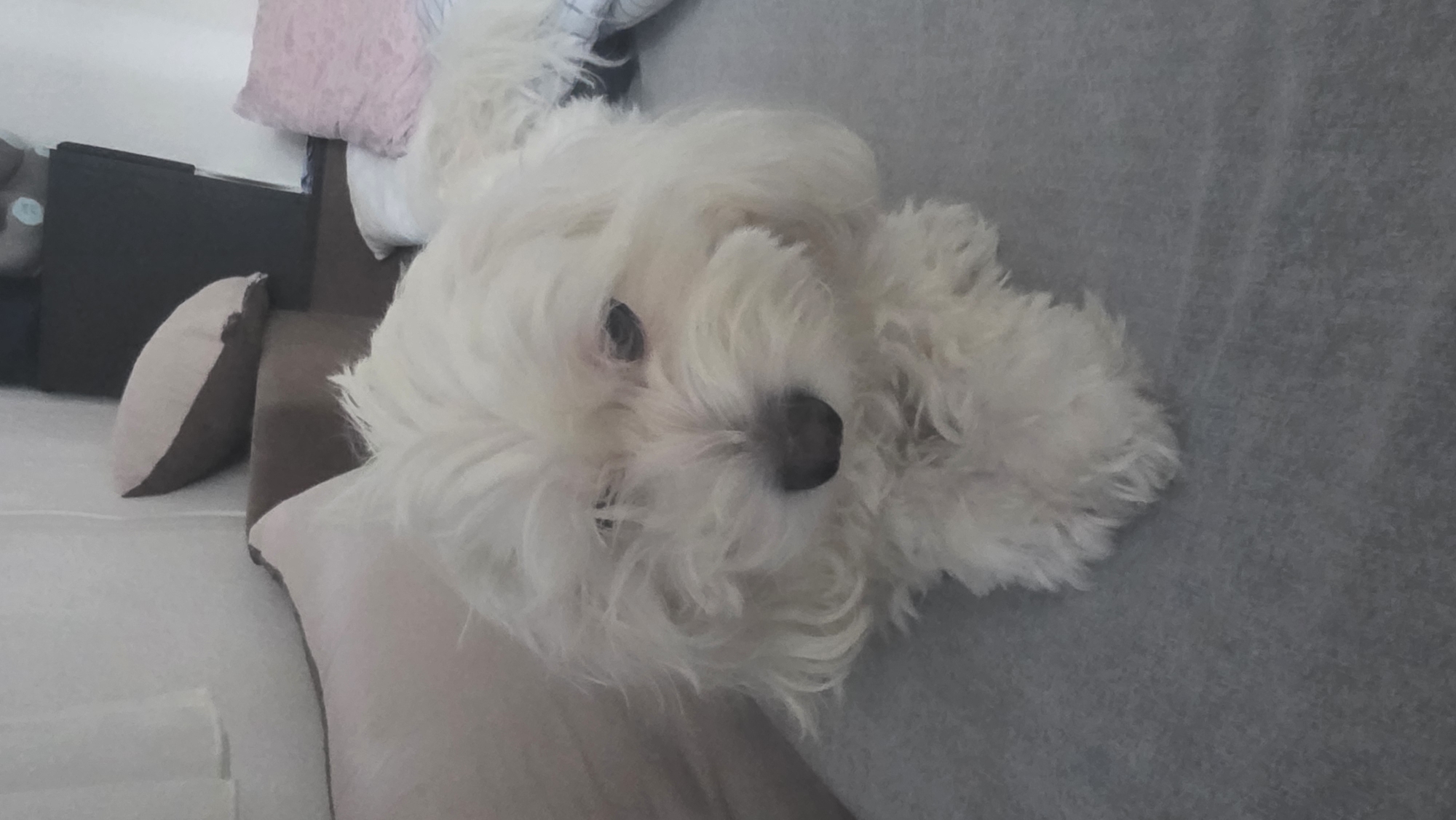 A small, white, fluffy dog, possibly a Maltese or Bichon, is lying on a gray sofa. The dog is positioned diagonally in the frame, with its head in the upper left quadrant and its body extending towards the lower right. The dog's face is visible, with its black nose and eyes clearly distinguishable amidst the fur.
Behind the dog are several pillows of varying colors and textures. One pillow is light brown with a darker brown border. Another pillow is light pink. There is a dark brown box or piece of furniture visible behind the pillows.
The dog is lying on the sofa as if at home.
There is no information to confirm if this photo was taken in Blagoevgrad, Bulgaria.