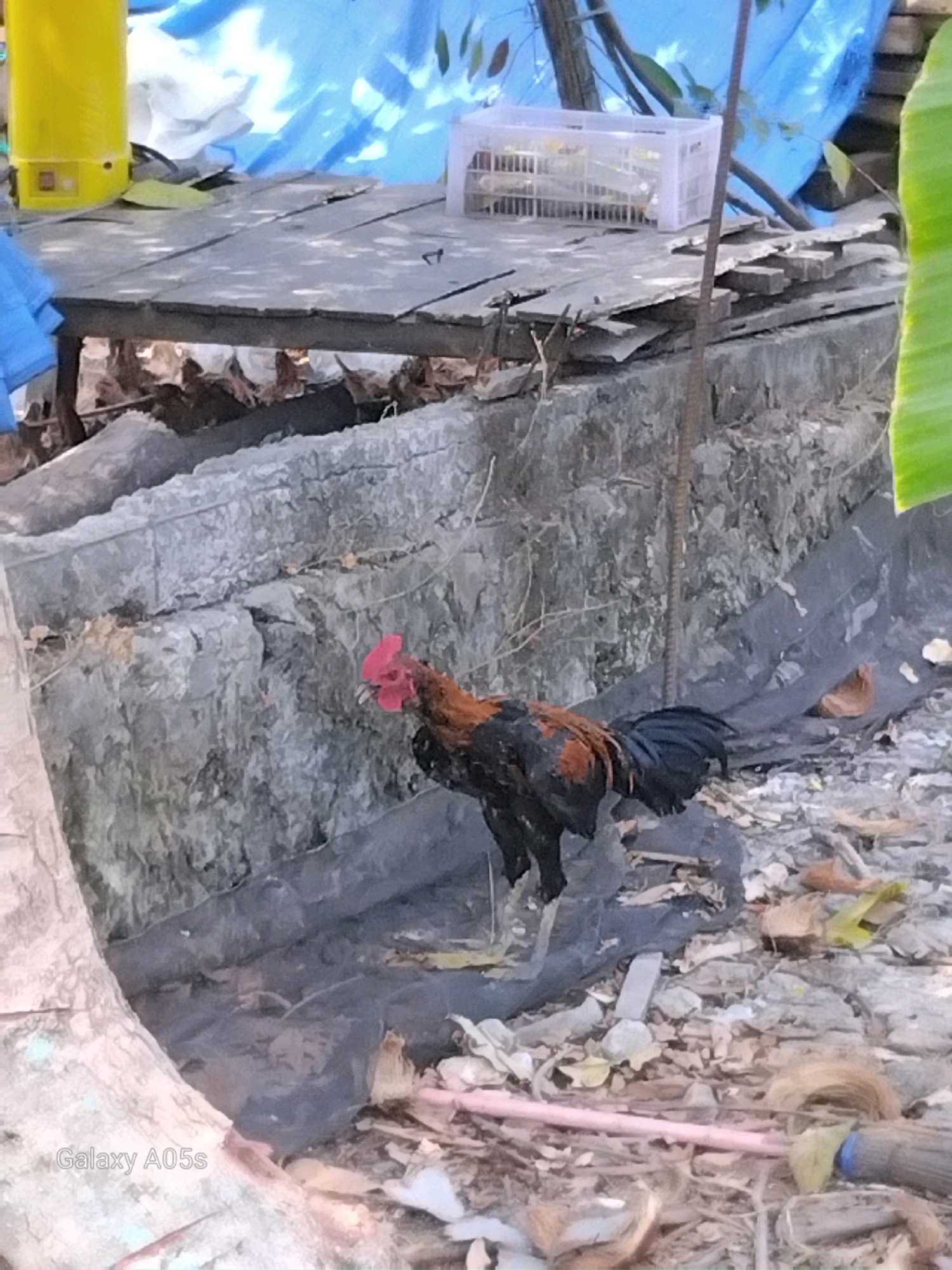 A black and brown rooster stands on dark ground near a textured concrete wall in what appears to be an outdoor area in Karangayung, Indonesia. The rooster is facing left, with its head turned towards the viewer. In the background, a wooden platform is visible, supported by concrete structures. A yellow cylindrical object, possibly a heater, is situated on the left side of the platform, and a white plastic crate is on the right. Blue tarpaulin covers some of the background elements. The ground is littered with debris, including leaves, rocks, and possibly coconut husks. A large tree trunk is on the far left of the image. The scene suggests an informal or semi-rural setting.