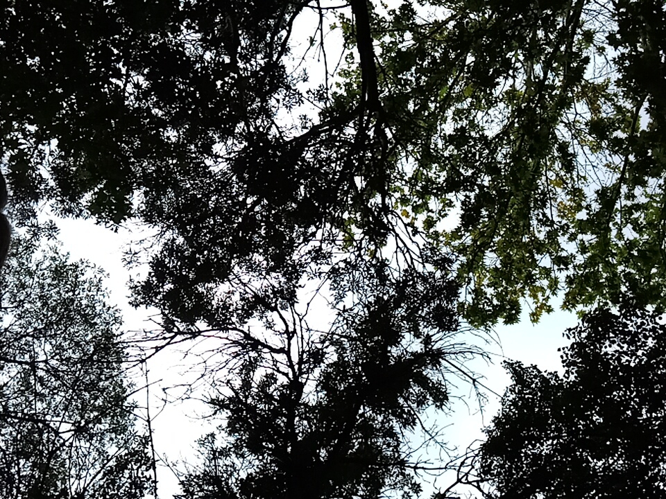 The image shows a low-angle shot of tree branches and foliage against a bright sky. The leaves and branches are silhouetted, creating a dappled pattern against the sky, with some areas of the sky visible through gaps in the canopy. The sky appears overcast or hazy, as it is uniformly bright without distinct cloud formations. The scene is characteristic of a view looking upwards through a dense tree canopy, possibly in a park or a densely wooded area within the city of Angren, Uzbekistan. No people or specific landmarks are visible.