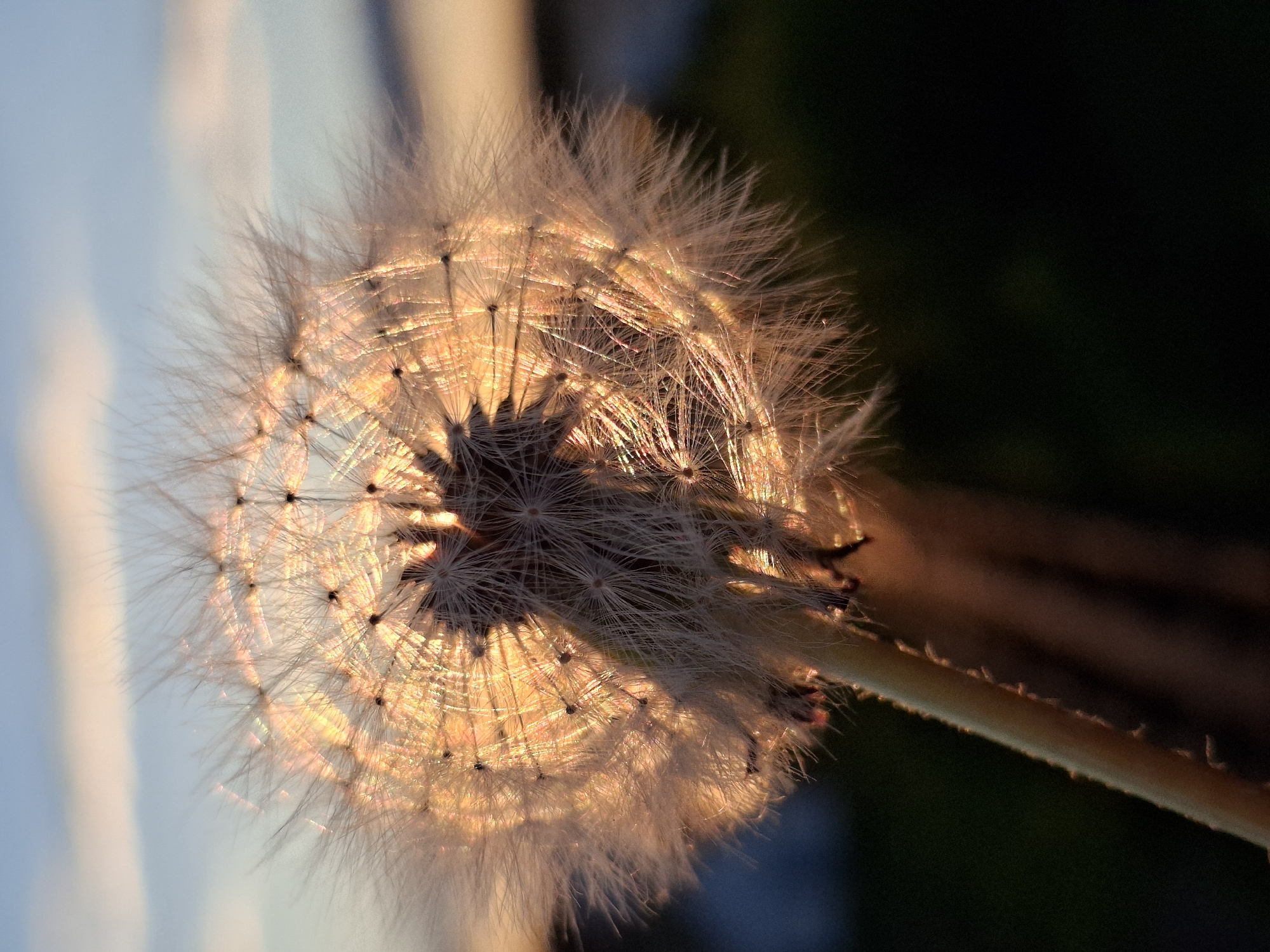 The primary subject of the image is a dandelion seed head, illuminated from behind and presented in a close-up, vertical orientation. The delicate, feathery pappus of the dandelion glows with a warm, golden light, indicating either sunrise or sunset. This strong backlighting makes the intricate structure of the seed parachutes translucent and luminous, creating a halo effect around the darker core of the seed head.
The stem of the dandelion is visible on the right side of the frame, extending diagonally downwards and also catching some of the golden light. The background is softly blurred and divided into two distinct areas. To the left and bottom left, it consists of a gentle gradient of light blue and warm orange/pink tones, likely the diffused light of the sky. To the right and top right, the background is very dark, almost black, suggesting a deep shadow or dense, out-of-focus foliage.
No activity is taking place; the image captures a static natural scene. No people are present, and no visible text can be identified. The image conveys a serene and tranquil mood, focusing on the fragile beauty of nature. The setting is likely outdoors, in clear and calm weather, characteristic of golden hour, possibly in Chaikovsky, Russia.