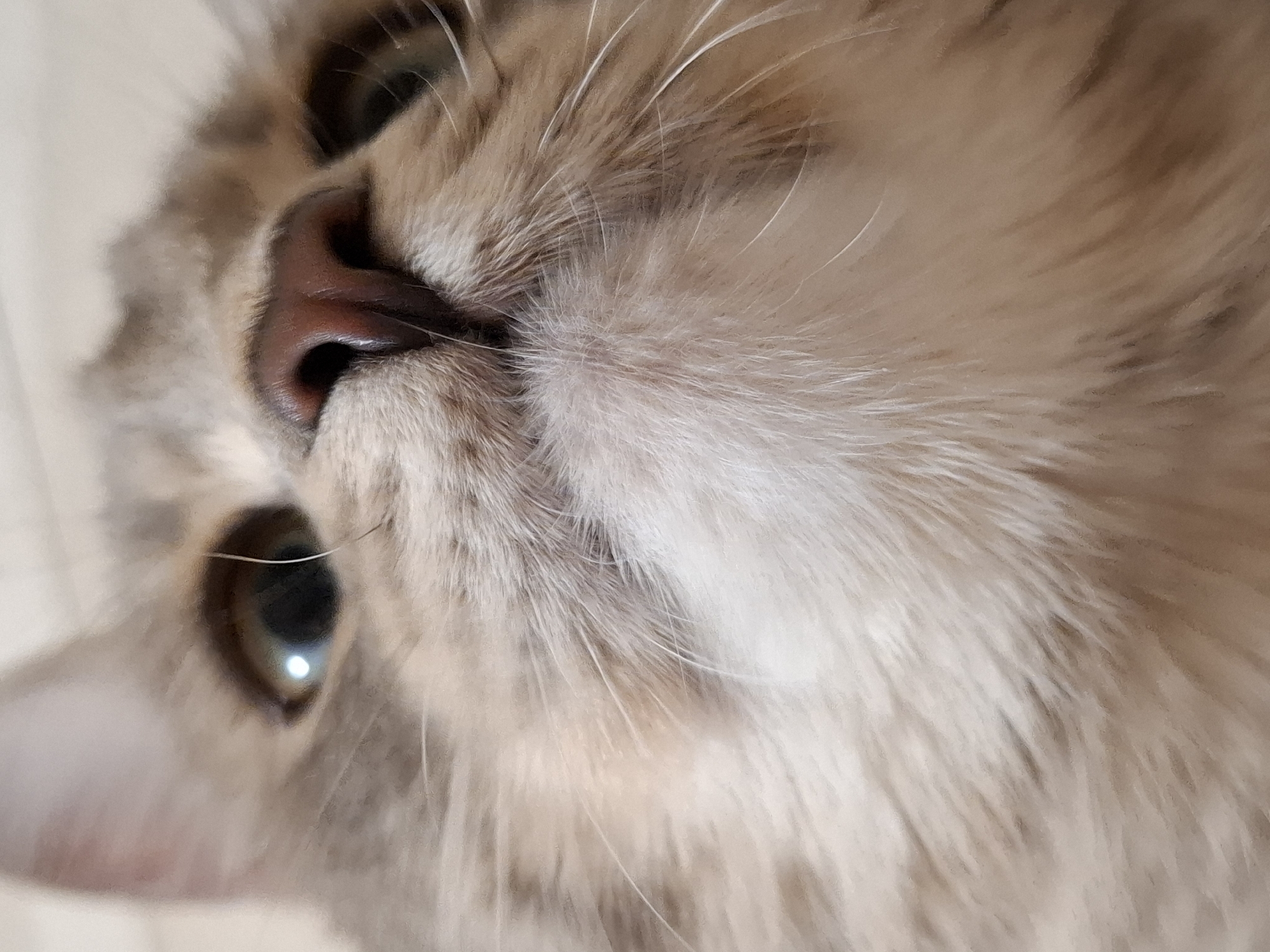 A close-up photograph shows a cat's face. The cat has brown eyes and a pink nose. The cat is looking up at the camera. The cat's fur is light brown and white. The location is not identifiable as Novi Sad, Serbia, as no contextual clues are present.