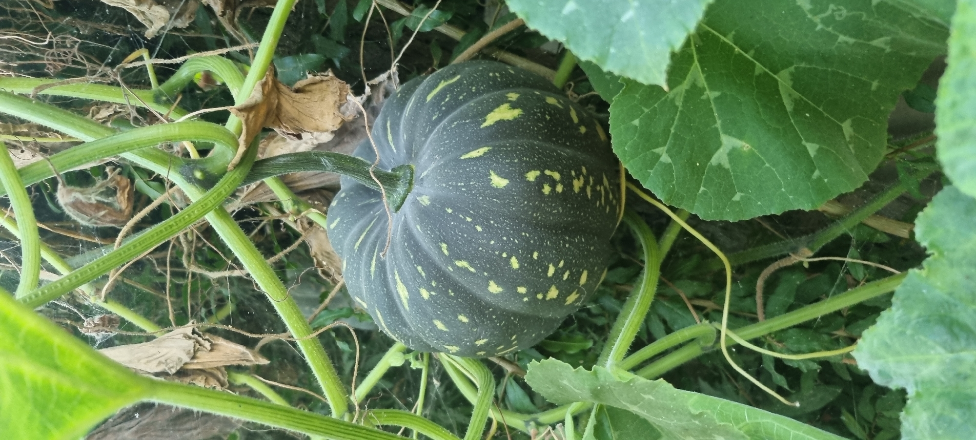 A dark green pumpkin with yellow speckles is growing on a vine amidst lush green foliage and dried brown leaves. The pumpkin is round and ribbed, with a thick green stem attaching it to the vine. The surrounding environment appears to be a garden or field, possibly in or around the city of Ҷомӣ, Tajikistan, given the context of the request. The scene is natural and unmanicured, suggesting an outdoor agricultural setting. There are no people or animals visible in the image.
