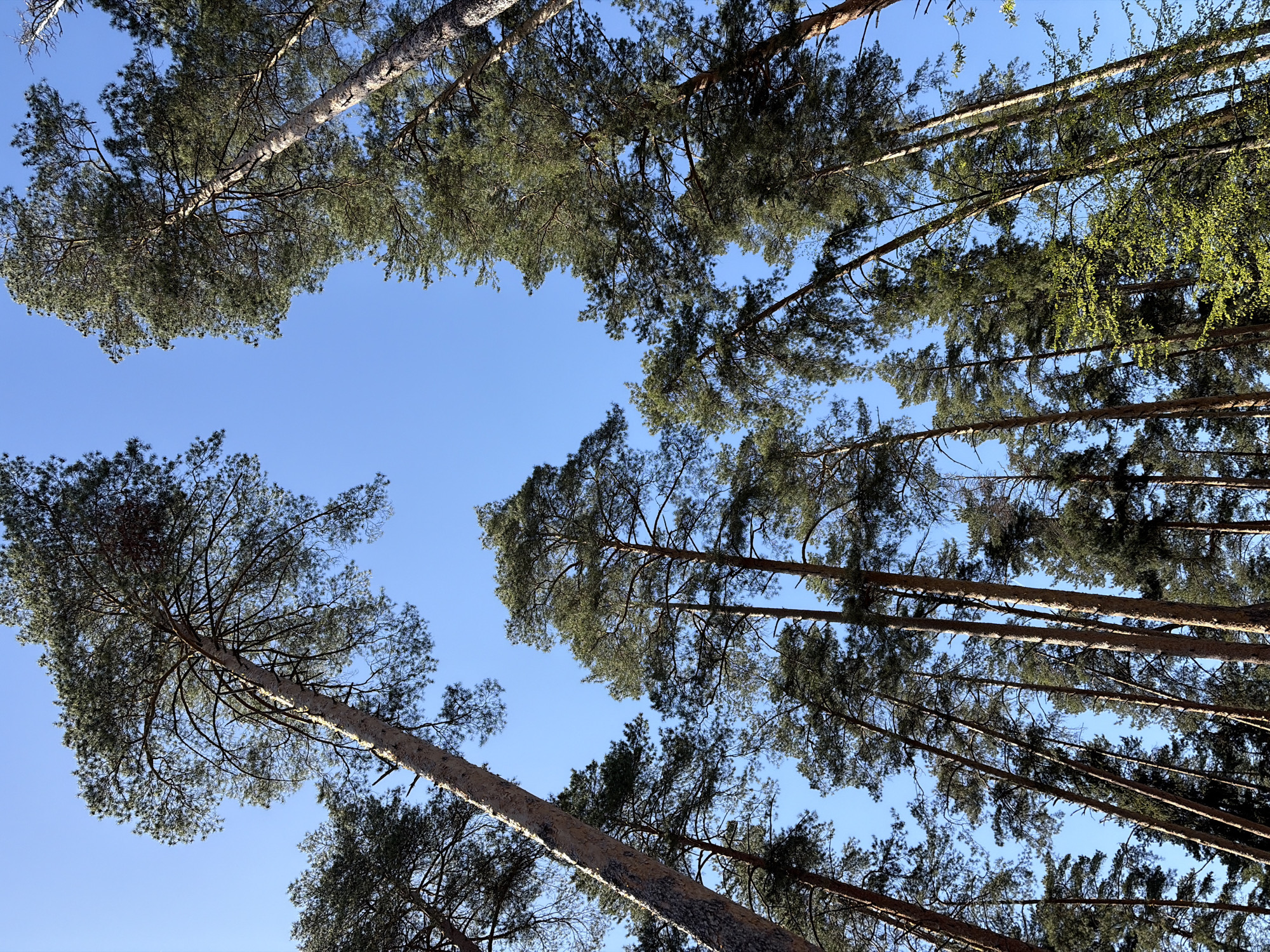 The image shows a view looking up into a canopy of trees against a clear blue sky. The tree trunks are visible and appear to be light in color. The branches are covered in green foliage. The location is not discernible from the image.