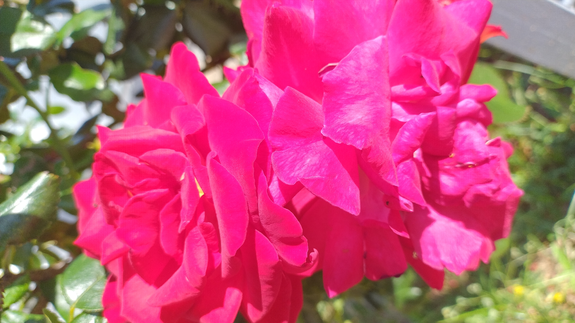 The image shows a close-up, vertically oriented view of vibrant pink rose petals. The rose is in focus, with its layered petals filling most of the frame. The background is a blur of green foliage and possibly some sunlight, suggesting an outdoor setting, likely a garden. There are no people, animals, or any other objects visible that would provide specific context about the location within Perea, Greece. The scene is purely botanical.