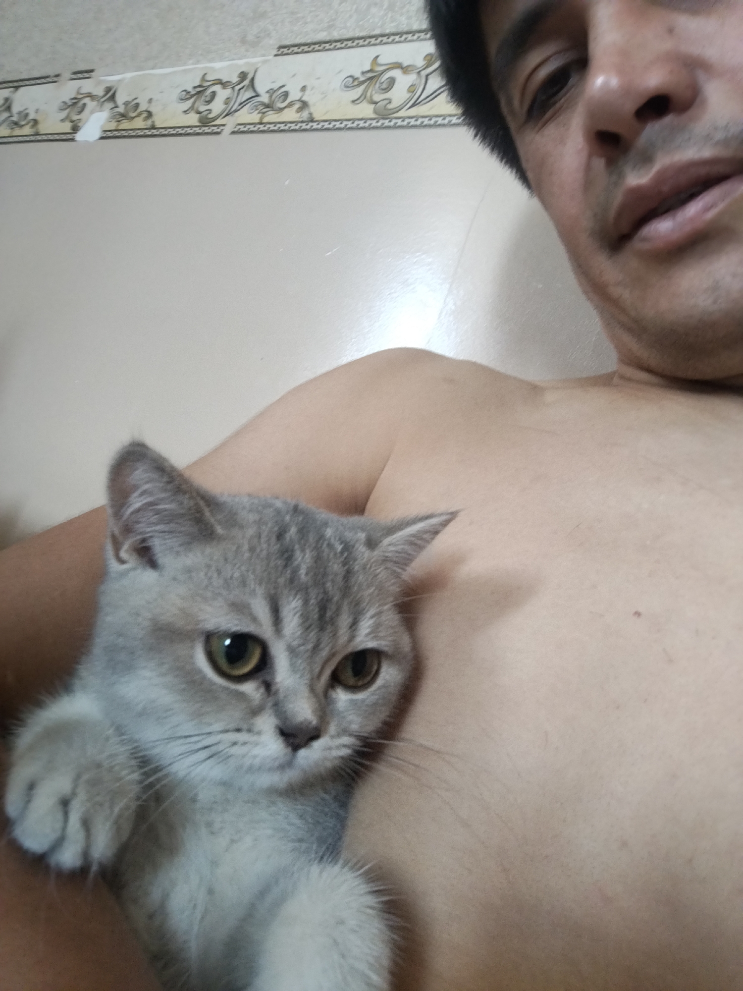 A close-up, selfie-style photograph shows a man holding a light gray British Shorthair kitten. The man, whose face is partially visible in the upper right corner, appears to be shirtless. The kitten, positioned in the lower left of the frame, is looking towards the camera with large, amber eyes. The background consists of a wall with ornate wallpaper border at the top, above a plain, light-colored wall. There are no discernible elements in the image that would place it specifically in Kokand City, Uzbekistan.