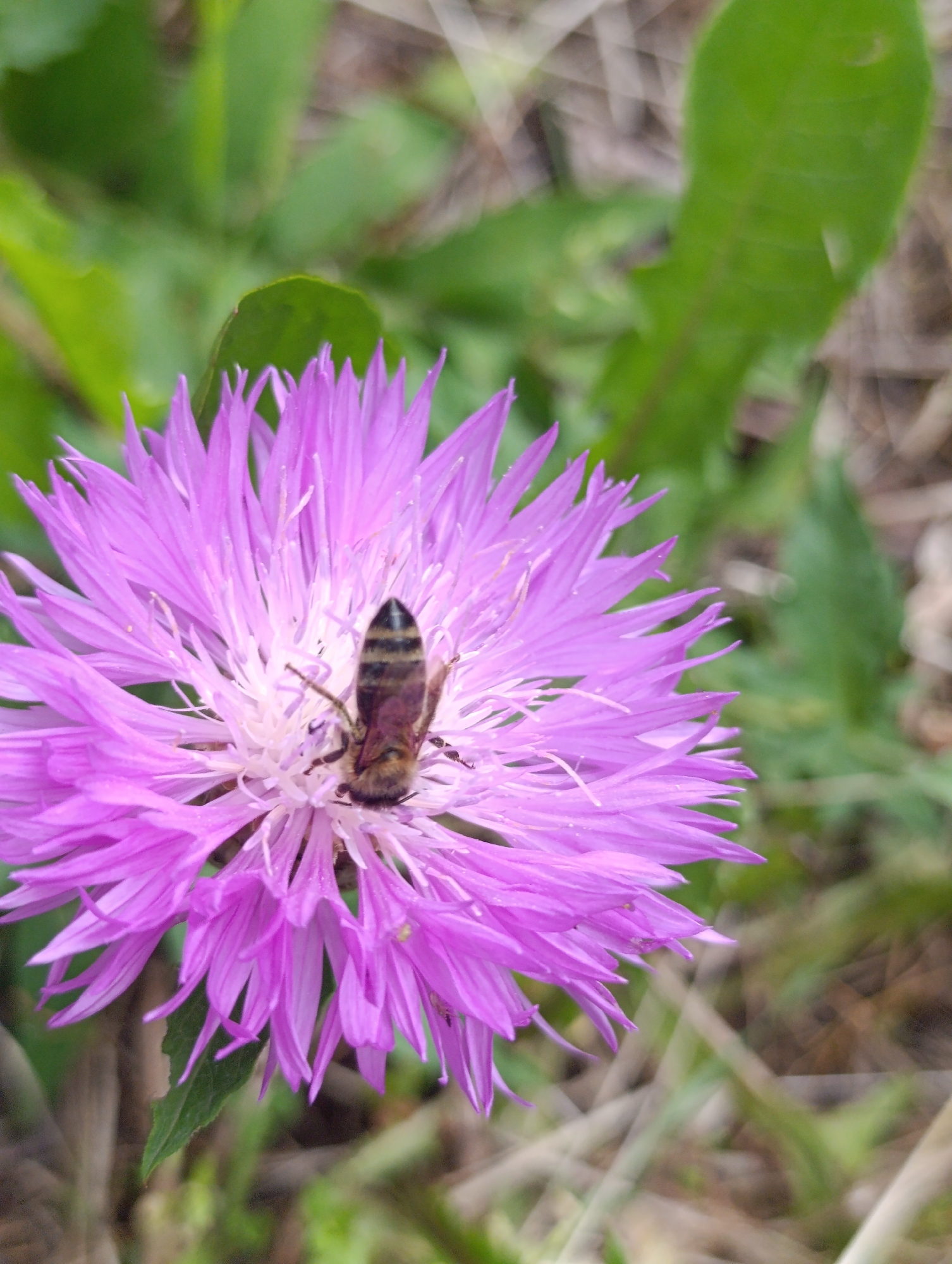 A close-up shot captures a bee on a vibrant purple thistle-like flower. The bee, oriented vertically with its head towards the top of the frame, displays distinct brown and yellow stripes on its abdomen. Its legs are visible, spread across the flower's petals. The flower itself has delicate, spiky purple petals radiating outwards from a white center. The background is softly blurred, showing hints of green leaves and dry, muted foliage, suggesting an outdoor, natural setting. The image was taken in Bila Tserkva, Ukraine.