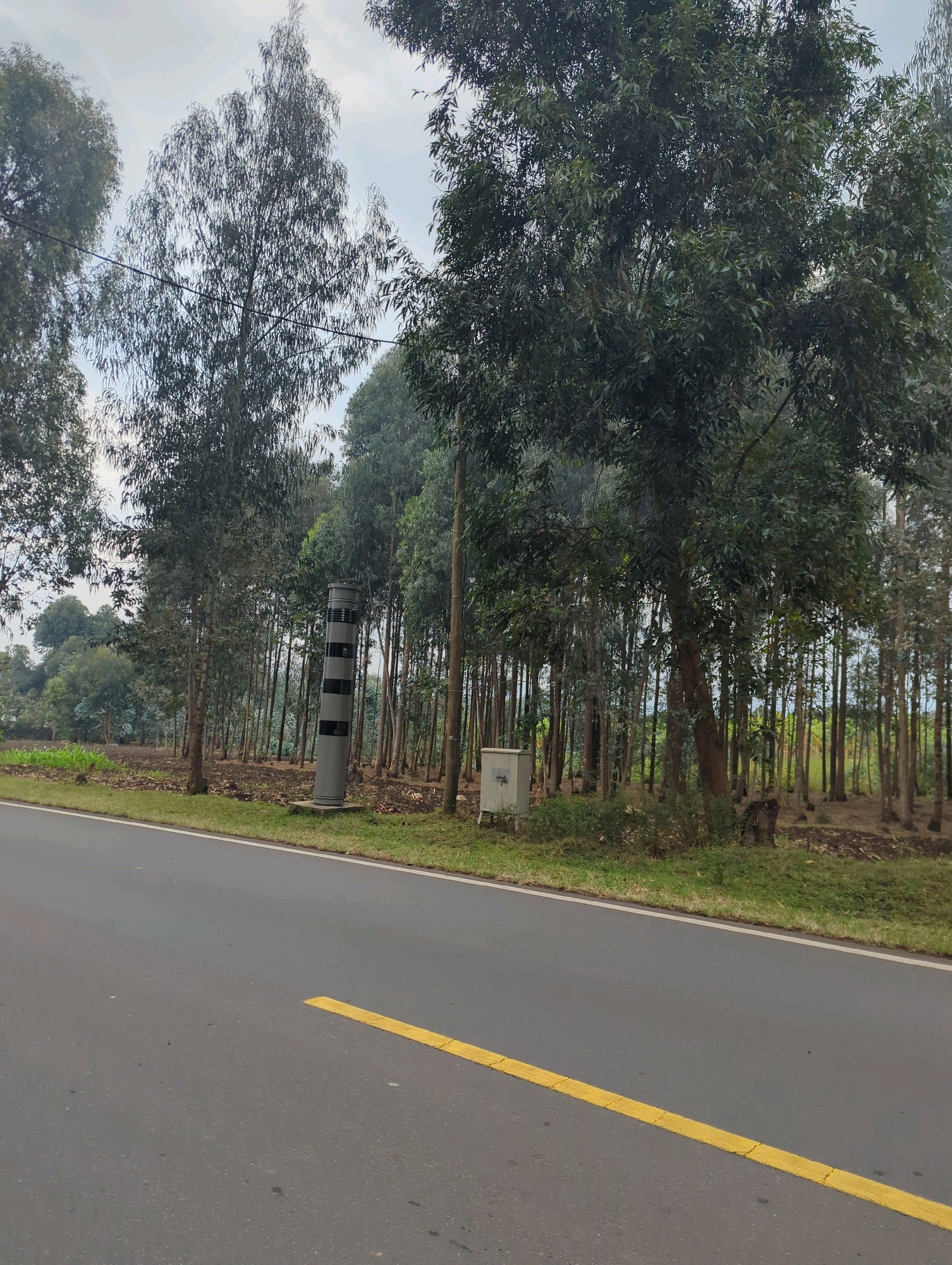The image shows a road in Musanze District, Rwanda, bordered by a line of tall eucalyptus trees. On the right side of the road, a grey speed camera pole with black stripes stands near a small metal electrical box. The road surface is asphalt with a yellow line painted on it. The ground adjacent to the road is covered in grass and dirt, with evidence of farming in the background. The sky is overcast. No people or vehicles are visible in the scene.