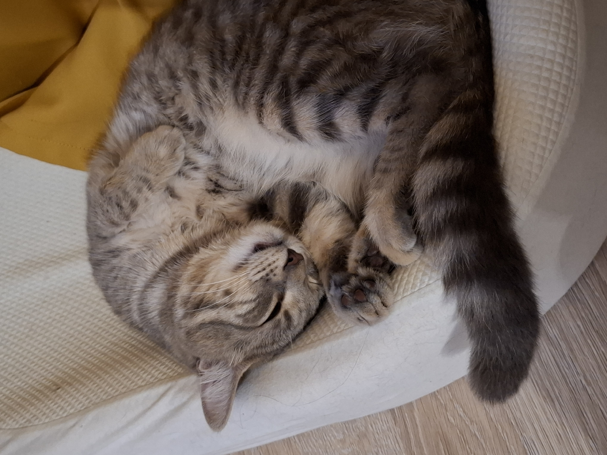 A grey tabby cat is curled up asleep on a textured cream-colored cushion. The cat is positioned on its side, with its head tucked in and its paws tucked beneath its chin. Its fur has a striped pattern with shades of grey, black, and white. A yellow cushion is visible behind the cat. The floor beneath the cushion appears to be light-colored wood or laminate. The image is taken from a slightly elevated, close-up perspective, focusing on the sleeping cat.
