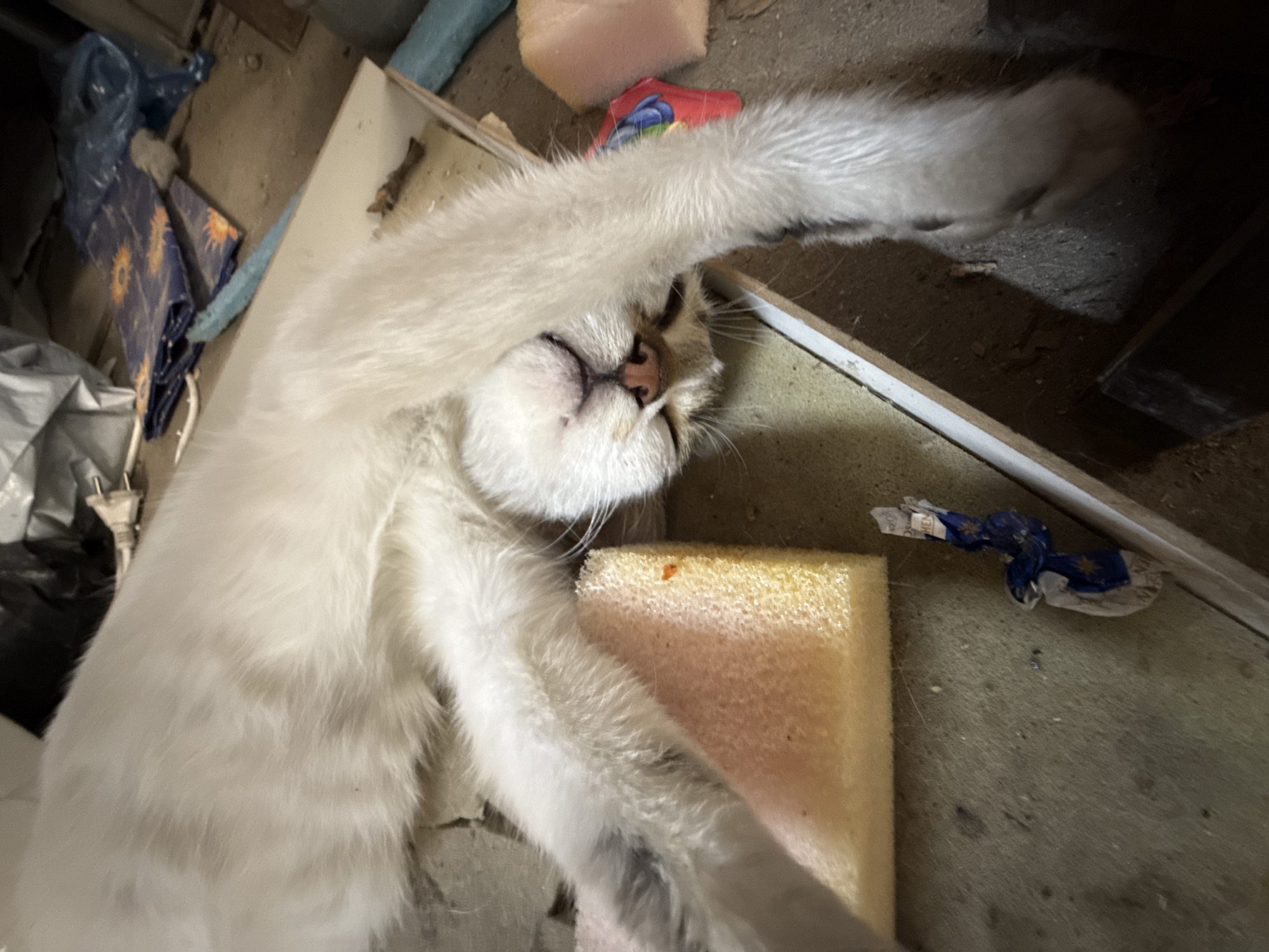 A white cat with tan markings is lying on its back in an untidy area. The cat is stretched out, with one paw extended above its head. A piece of yellow foam is under the cat. Debris is scattered around the cat, including a blue and white wrapper, a blue plastic bag, and pieces of pink foam. The location may be a storage area or a cluttered corner. It is not possible to confirm the location is Plovdiv, Bulgaria.
