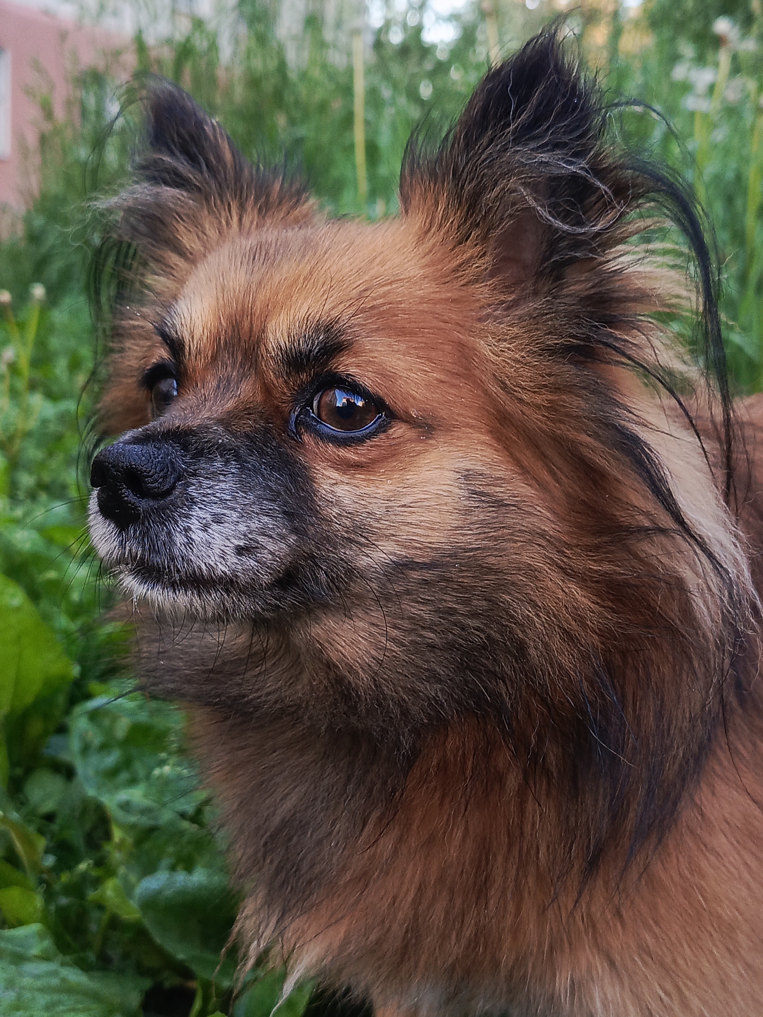 A close-up, side-profile shot shows a medium-sized, long-haired, brown dog with black markings on its ears and muzzle. The dog is outdoors, surrounded by lush green foliage, suggesting a natural setting like a garden or park. The background is softly blurred, with hints of a building and more greenery. The dog's eyes are dark and reflect light, giving them a glossy appearance. Its fur is textured, with strands of black hair interspersed with brown. The dog's expression is alert and curious, as if it is observing something off-camera. The lighting is natural and appears to be from an overcast sky or late afternoon sun, casting soft shadows. The image is sharp, with a shallow depth of field that emphasizes the dog's face. There is no indication of the dog's location within the city of Chaikovsky, Russia, or any specific urban features.