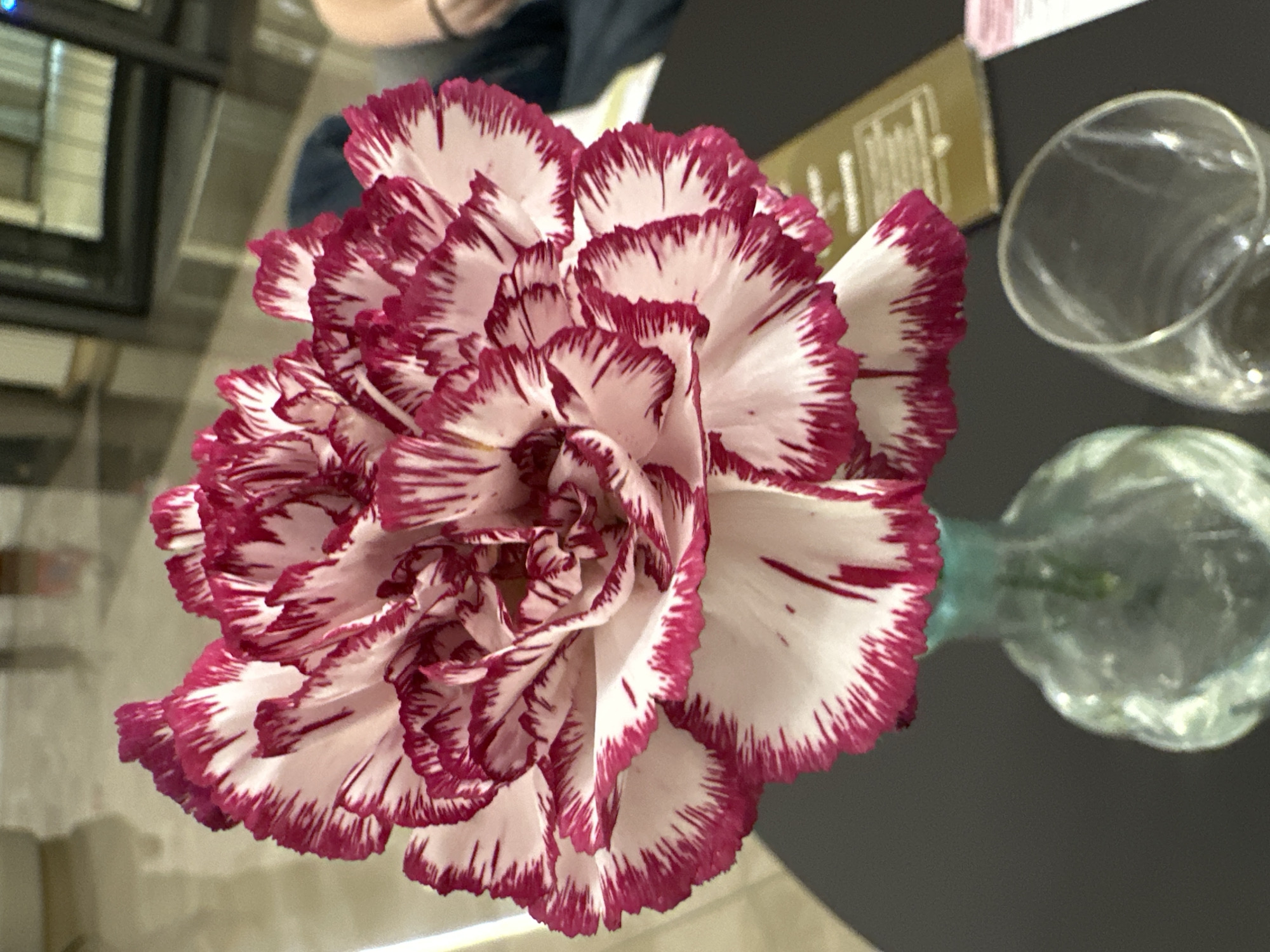 A high-angle shot presents a bi-colored carnation flower in a clear glass vase on a dark grey surface. The flower displays ruffled petals, predominantly white with dark pink edges and streaks extending towards the center. A clear glass is positioned to the right of the vase, and a gold-colored card is situated in the background. A person is partially visible in the upper background. The exact location in the city of Kazanlak, Bulgaria is not identifiable from the image.