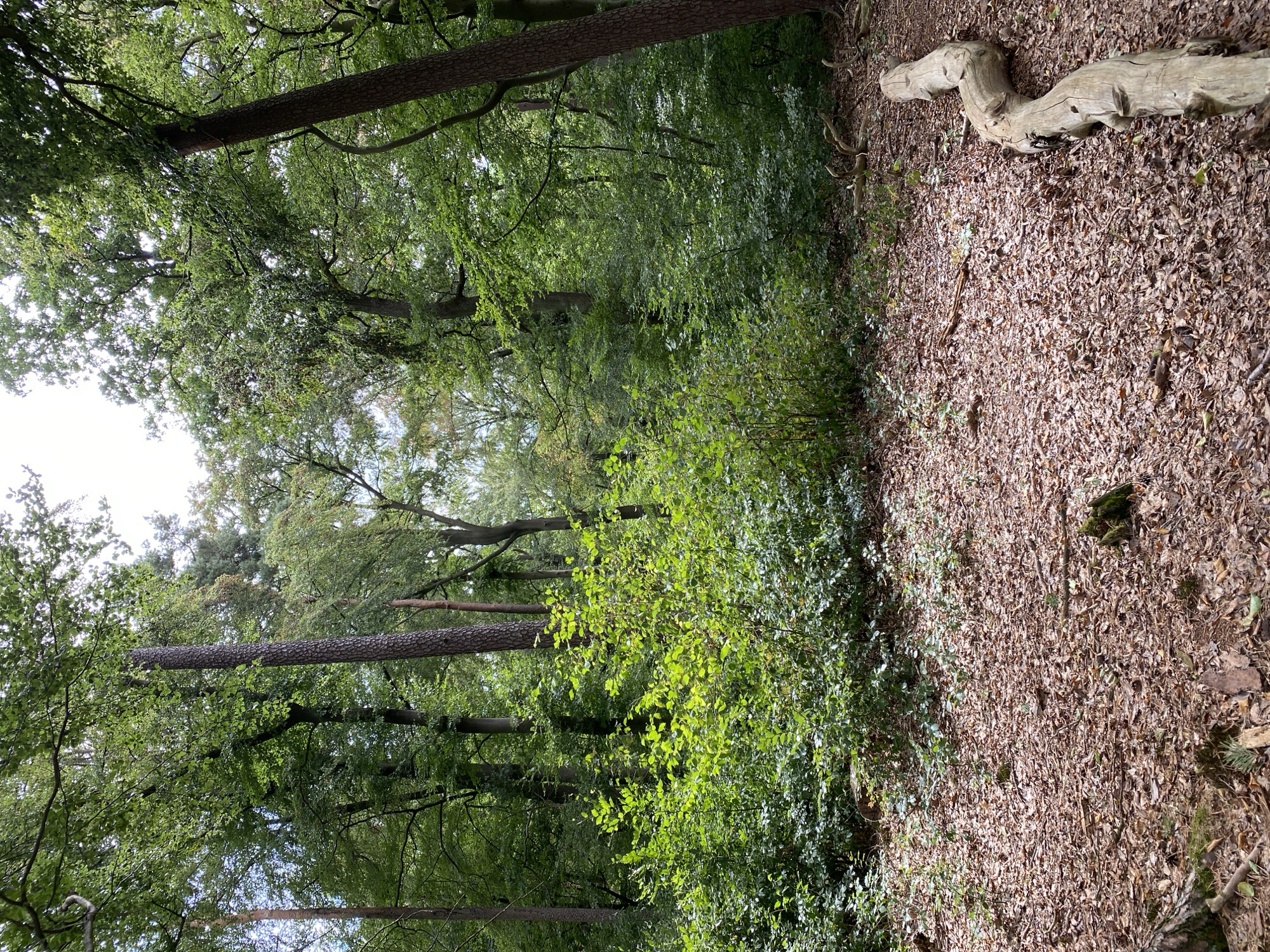 The image depicts a forest floor covered in fallen leaves and branches. A curved, weathered log lies on the ground in the foreground to the right. Behind the log, a dense undergrowth of green shrubs and smaller trees is visible. Further back, tall trees with green foliage form a canopy overhead, with some thinner tree trunks interspersed. The overall impression is a natural woodland environment. The image is taken in the city of Altenkirchen, Germany.