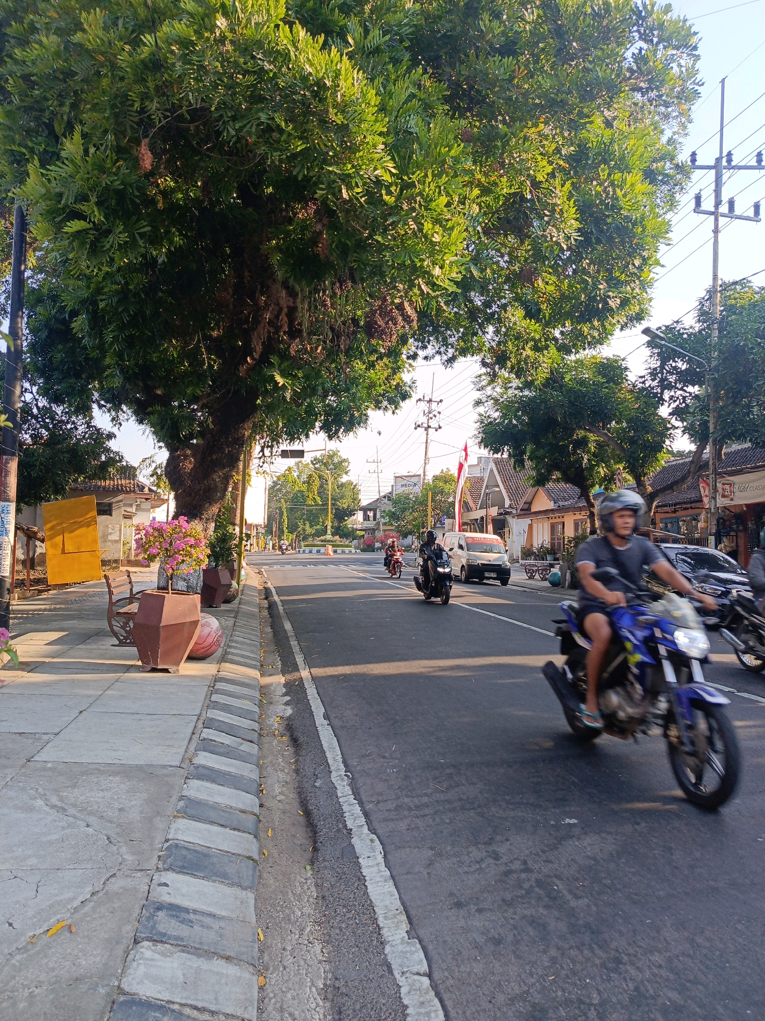The image depicts a street scene in Candirejo, Indonesia, on a sunny day. A large tree with lush green foliage dominates the left side of the frame, casting shadows on the sidewalk. The sidewalk features a variety of decorative elements, including potted plants with pink flowers, a bench, and large planters. A motorcycle rider is prominently featured in the foreground, moving from left to right across the asphalt road. Several other vehicles, including motorcycles and a white van, are visible further down the road, indicating moderate traffic. The background shows buildings with tiled roofs and utility poles, consistent with a developed urban or semi-urban environment. The lighting suggests it is late afternoon or early morning due to the long shadows.