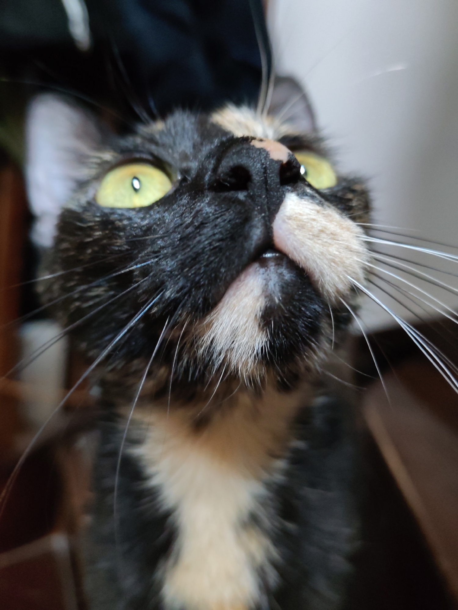 A close-up, low-angle shot of a tortoiseshell cat with green eyes looking upwards. The cat has a black nose with a tan spot above it, and a mix of black, tan, and white fur. Its whiskers are long and prominent. The background is blurred, showing hints of a dark and light surface, potentially furniture or a wall. The location is unknown.