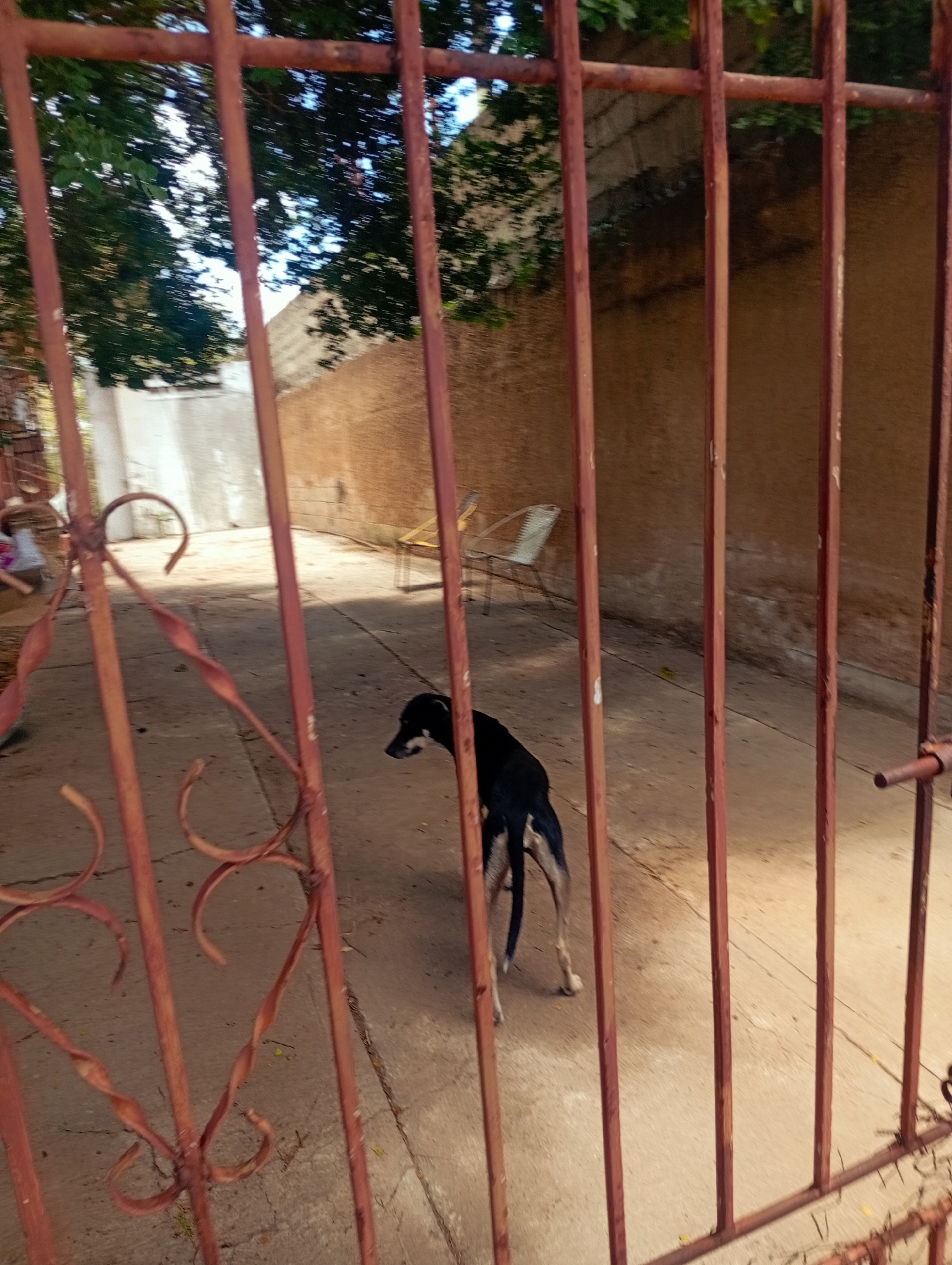 The image captures a courtyard in Juan Griego, Venezuela, viewed through a rusty red metal gate. A black and tan dog stands on a concrete surface in the center of the frame, facing to the right. Behind the dog, a tan brick wall forms the background. To the left of the dog, a white structure, possibly a wall or building, is visible. In the upper portion of the image, green foliage from trees is present. A light-colored chair is positioned against the far wall. The gate itself features decorative metal scrollwork in the foreground. The lighting suggests it is daytime, with shadows indicating sunlight.