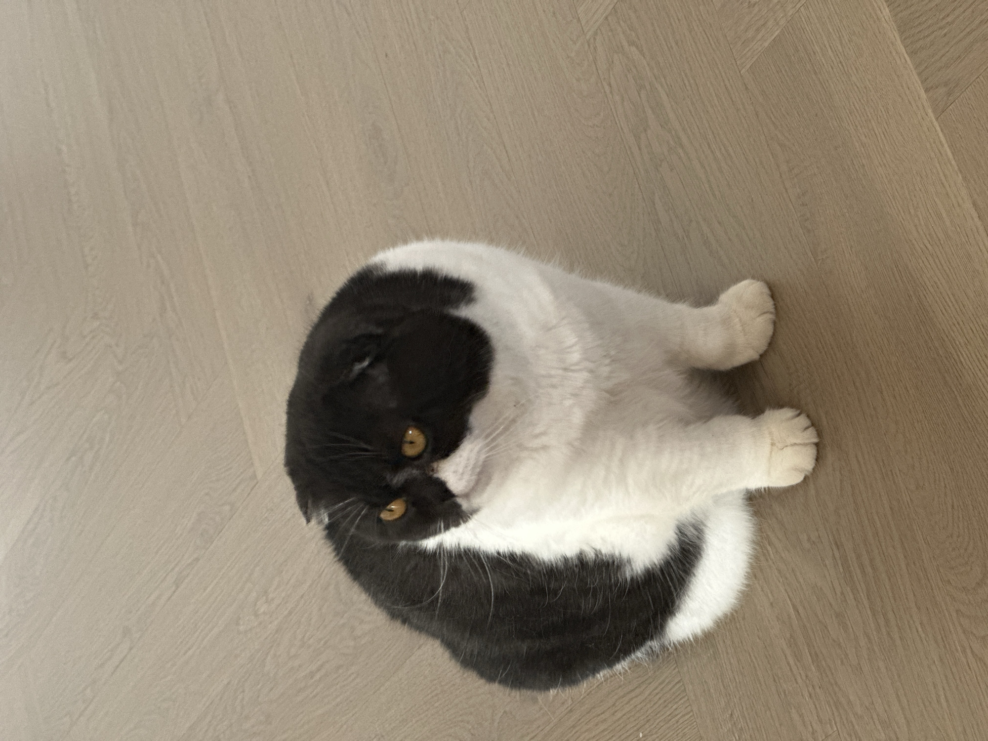 A black and white cat is lying on a wood floor. The cat is mostly white, with black patches on its head, ears, and back. The cat is curled up, with its head facing the camera. The cat's eyes are yellow. The floor is made of light-colored wood planks.
This image does not contain the location in the city of Kharnavy, Russia.