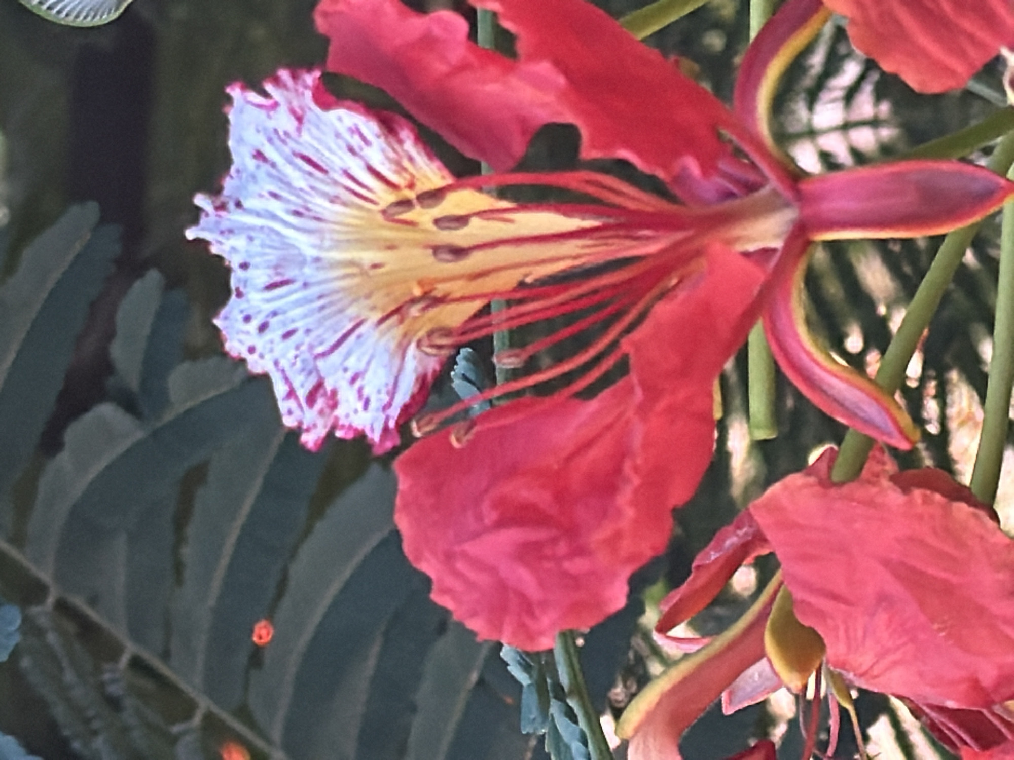 A close-up, vertical, eye-level shot features a vibrant red and white flower, likely a Delonix regia or "royal poinciana," in bloom. The flower's petals are a striking combination of scarlet red and white, with delicate red streaks on the white portions. The stamens are a bright red, emerging from the center of the bloom. In the foreground, another red petal is visible, partially obscuring a green stem. The background is a blur of dark green foliage and hints of other flowers, suggesting a garden or natural setting. The image is sharp and detailed, allowing for a clear view of the flower's intricate structure. The scene is devoid of people or any indication of human activity, focusing solely on the natural beauty of the plant. The lighting appears to be natural, likely daylight, casting soft shadows and highlighting the flower's colors. The specific location in Vigklaphia, Greece, is not visually indicated within the image itself.