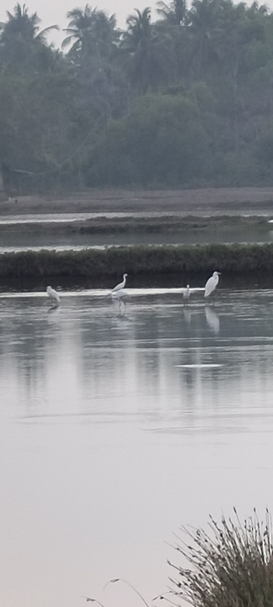 The image depicts a serene natural environment, likely a shallow body of water with reflective surfaces. In the middle ground, several white egrets are standing in the water. One egret is on the left, appearing to be feeding. Another egret is further to the right, standing tall. A smaller egret is positioned between the two larger ones, and a fourth egret is visible to the far right, also standing. The background consists of a dense line of lush green trees, possibly a forest or a plantation, under a hazy sky. In the foreground, the water's surface is calm, reflecting the sky and the vegetation. The image suggests a tranquil atmosphere. This scene is located in the salt fields of Ujong Blang, Lhokseumawe, Indonesia, a region known for its coastal agricultural landscapes and birdwatching opportunities.